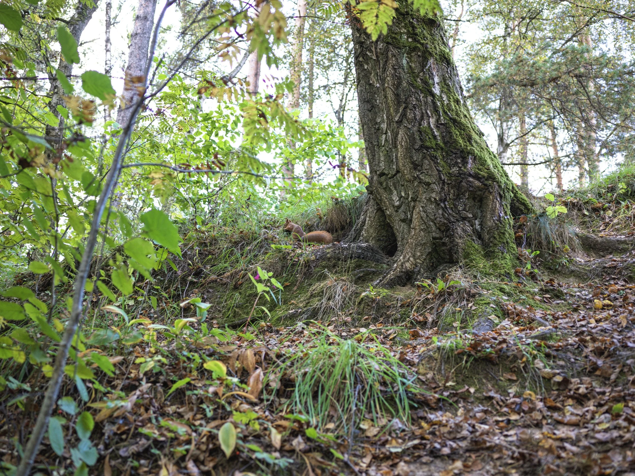 A forest trail with a large tree trunk, moss, and ferns, with a fox lying under the tree. Photo by Alexander Sokolyuk. Moscow, Russia