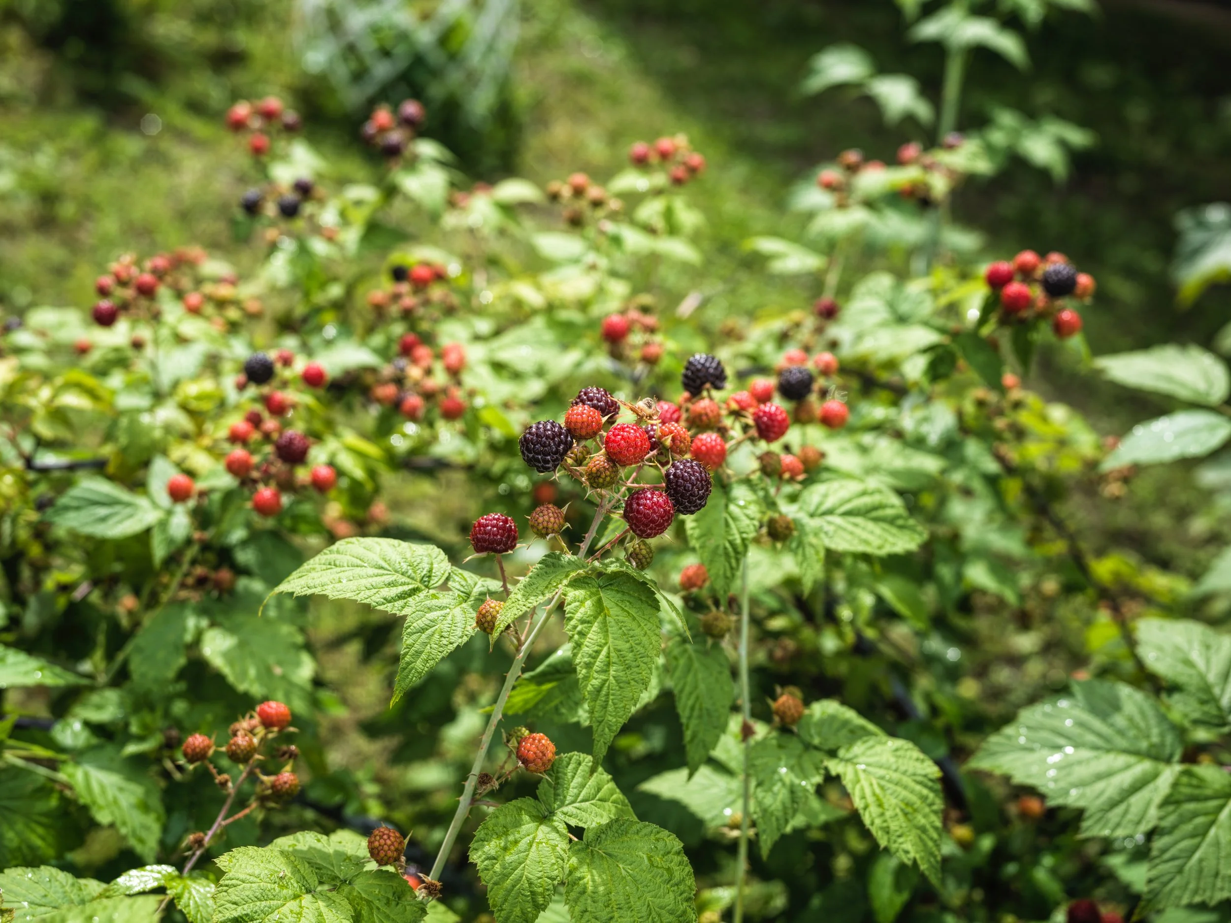 Blackberries ripening on the bush amidst green leaves in a garden or natural setting.