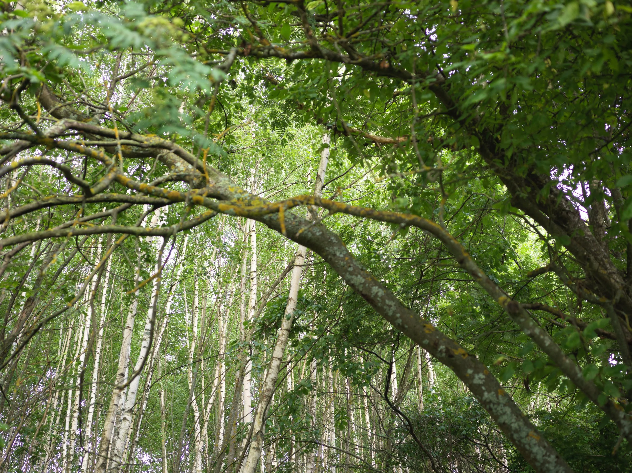 Dense green forest with trees and branches, viewed from below.