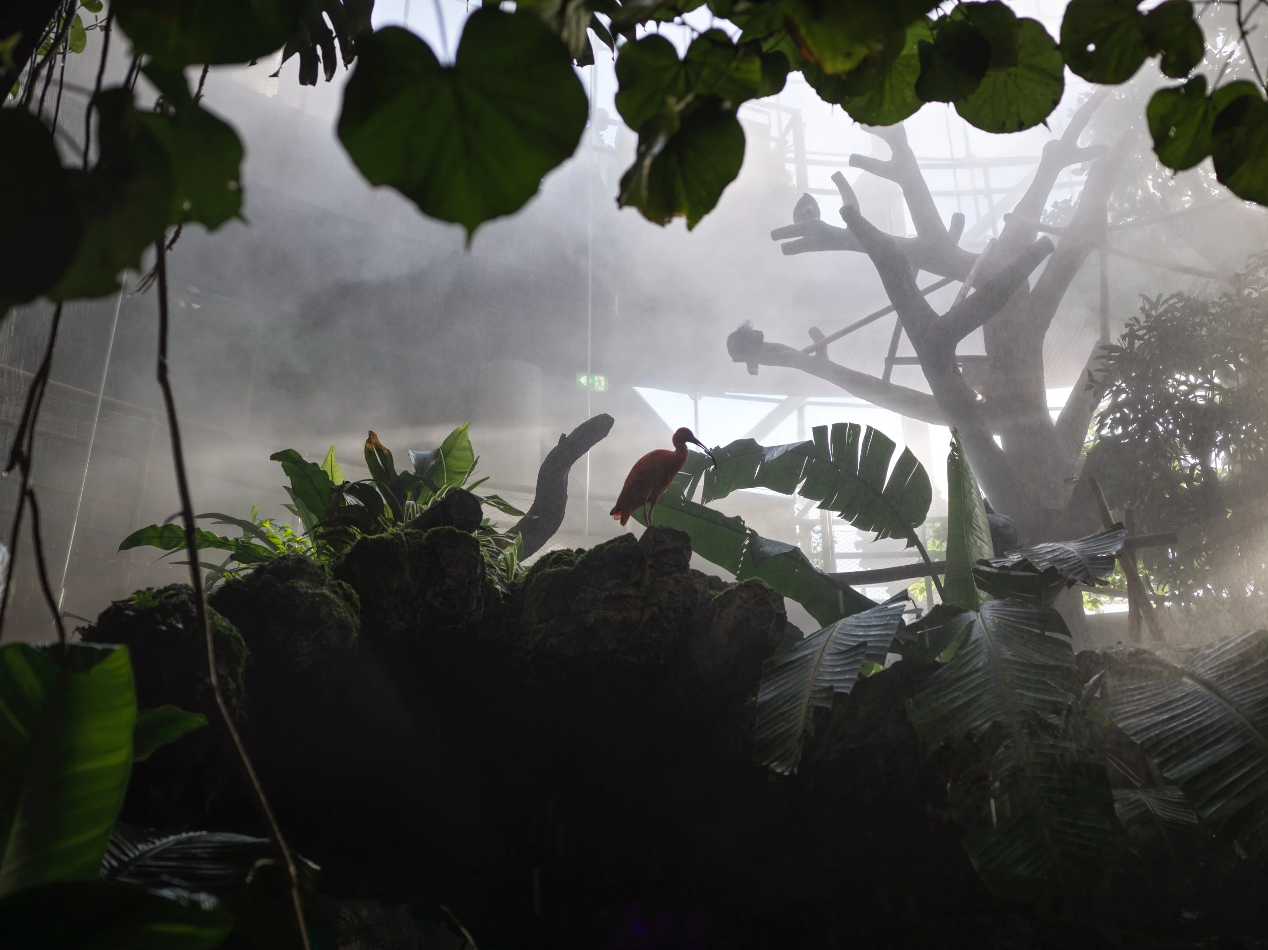 A tropical indoor habitat with lush green plants, large leaves, a twisted tree branch, a pink bird (ibis), mist or fog, and part of a large tree structure in the background. Photo by Alexander Sokolyuk. Dubai, UAE