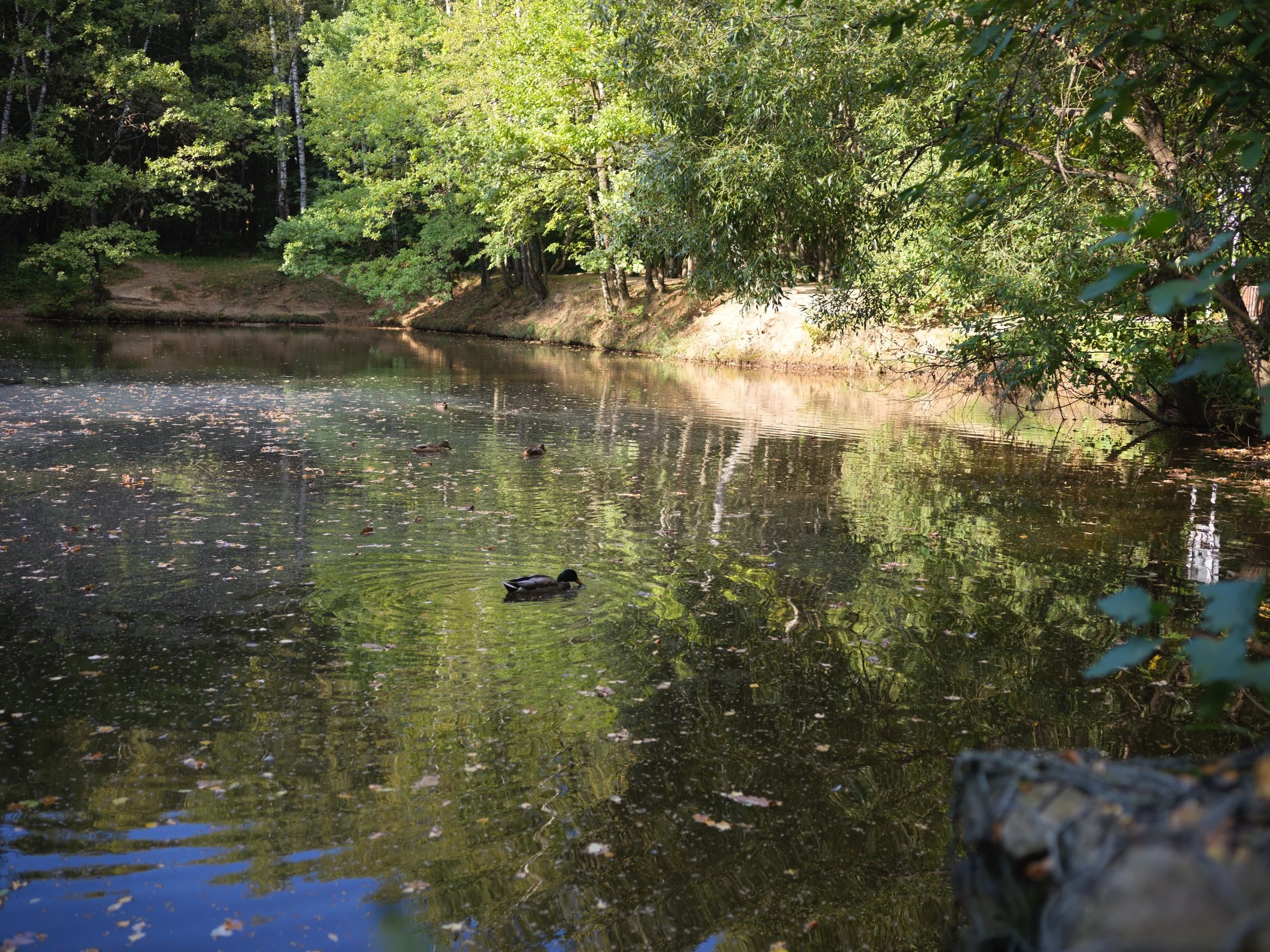 Ducks swimming in a calm river surrounded by green trees and foliage. Photo by Alexander Sokolyuk. Moscow, Russia
