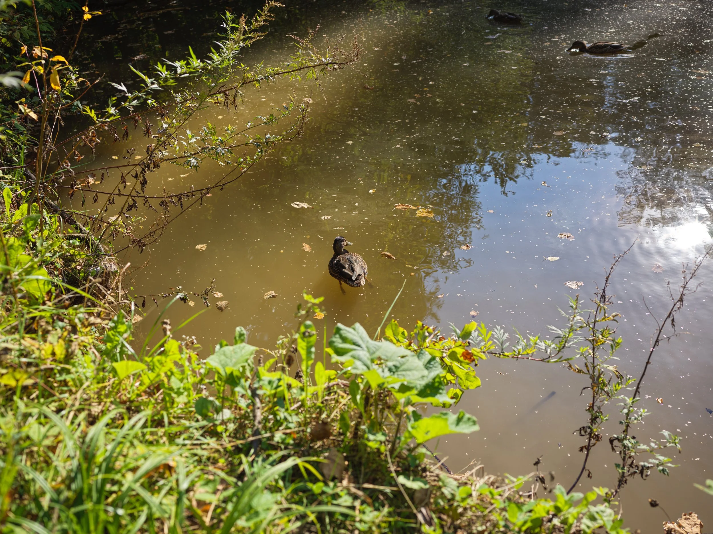 A duck swimming in a cloudy pond amid greenery and branches. Photo by Alexander Sokolyuk. Moscow, Russia