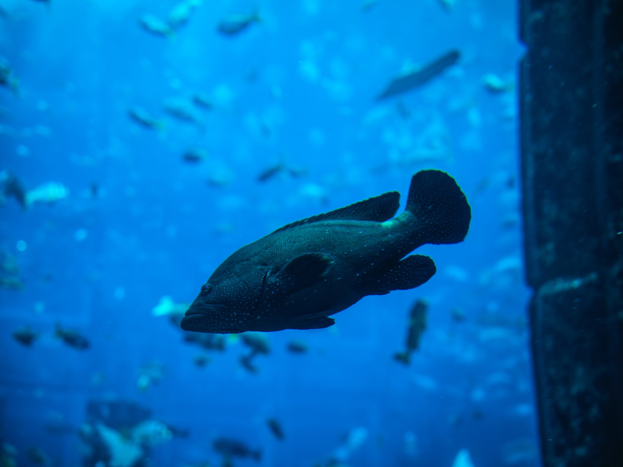 A black fish with small white spots swimming in an aquarium with a blue background and other fish in the distance.