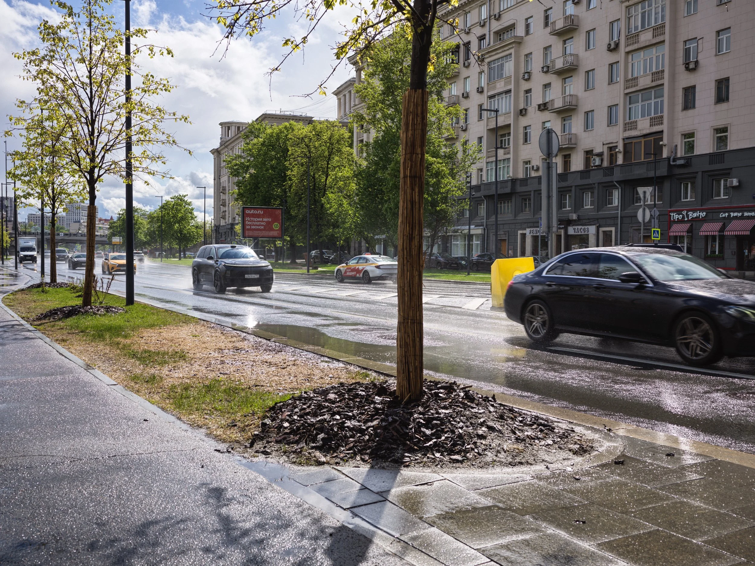 Street scene after rain with wet pavement, moving cars, and trees lining the sidewalk in an urban area