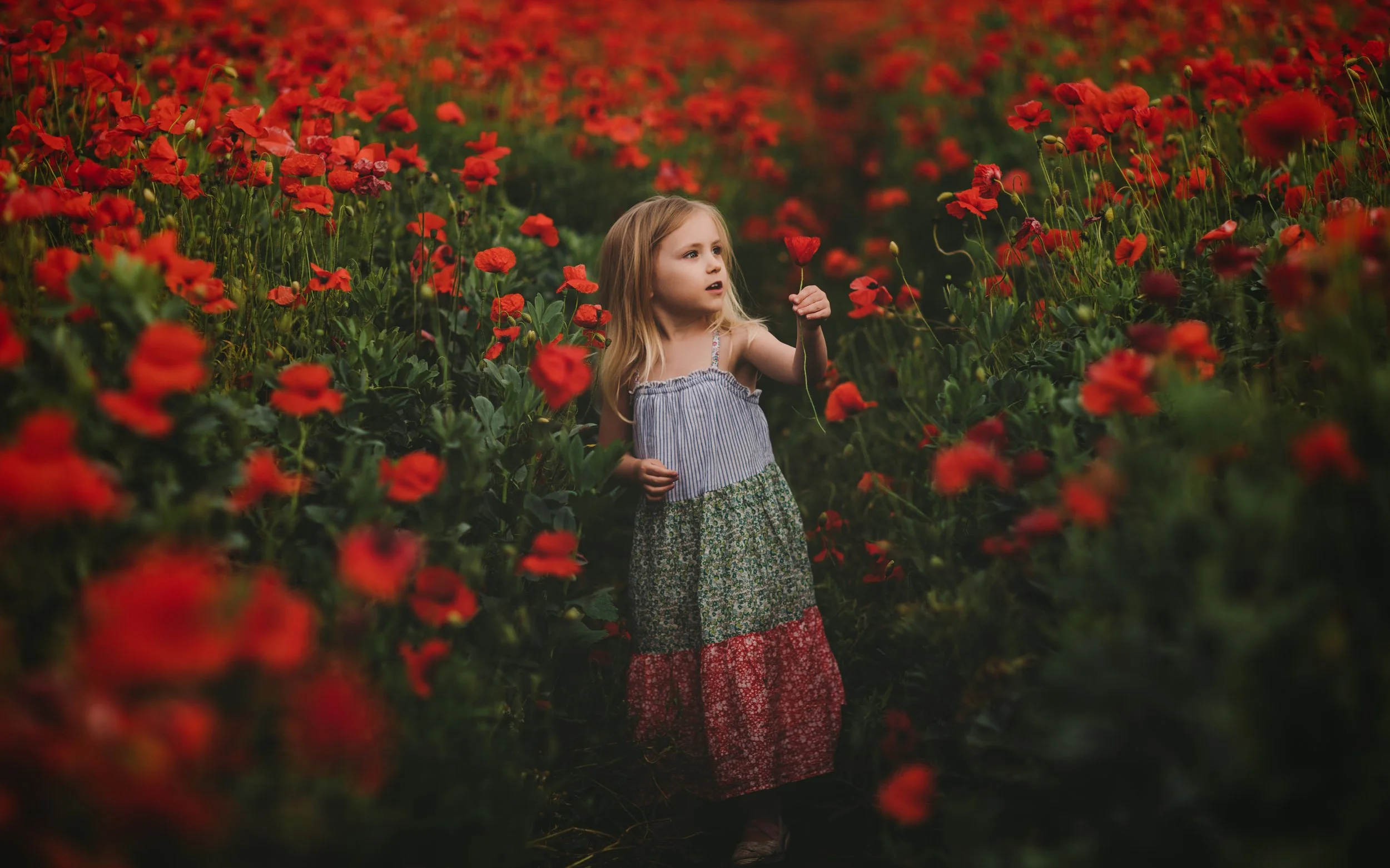 A young girl stands in a field of vibrant red poppies, holding a poppy flower and looking curious amidst the flowers.