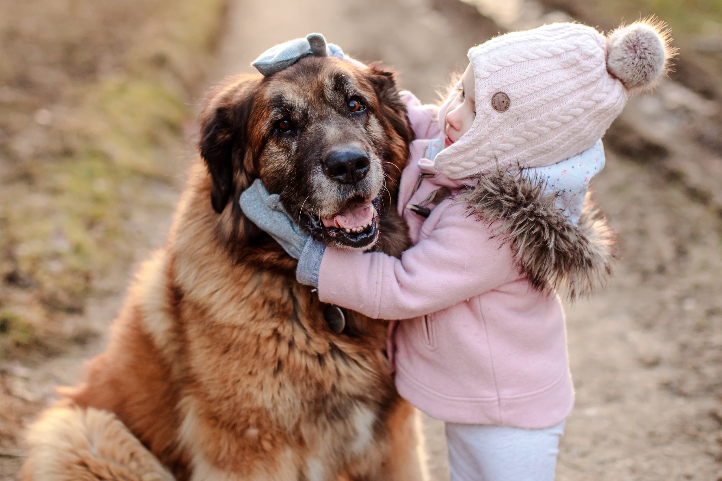 A young child wearing a pink coat, a knit hat with a pom-pom, and a scarf hugging a large, fluffy dog with a brown and black coat outdoors.