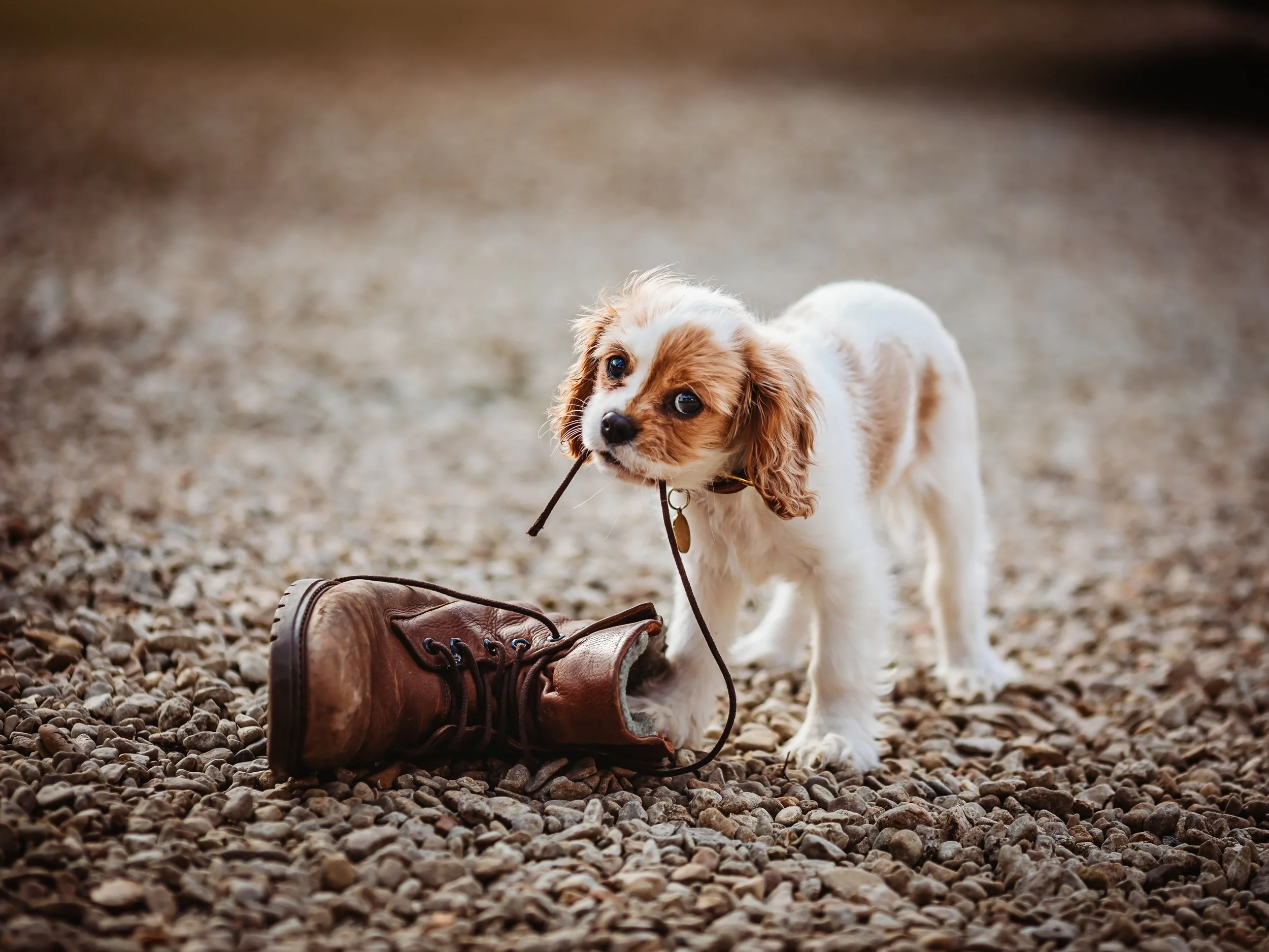 A small puppy with brown and white fur standing on gravel, holding a stick in its mouth, next to a brown leather boot.