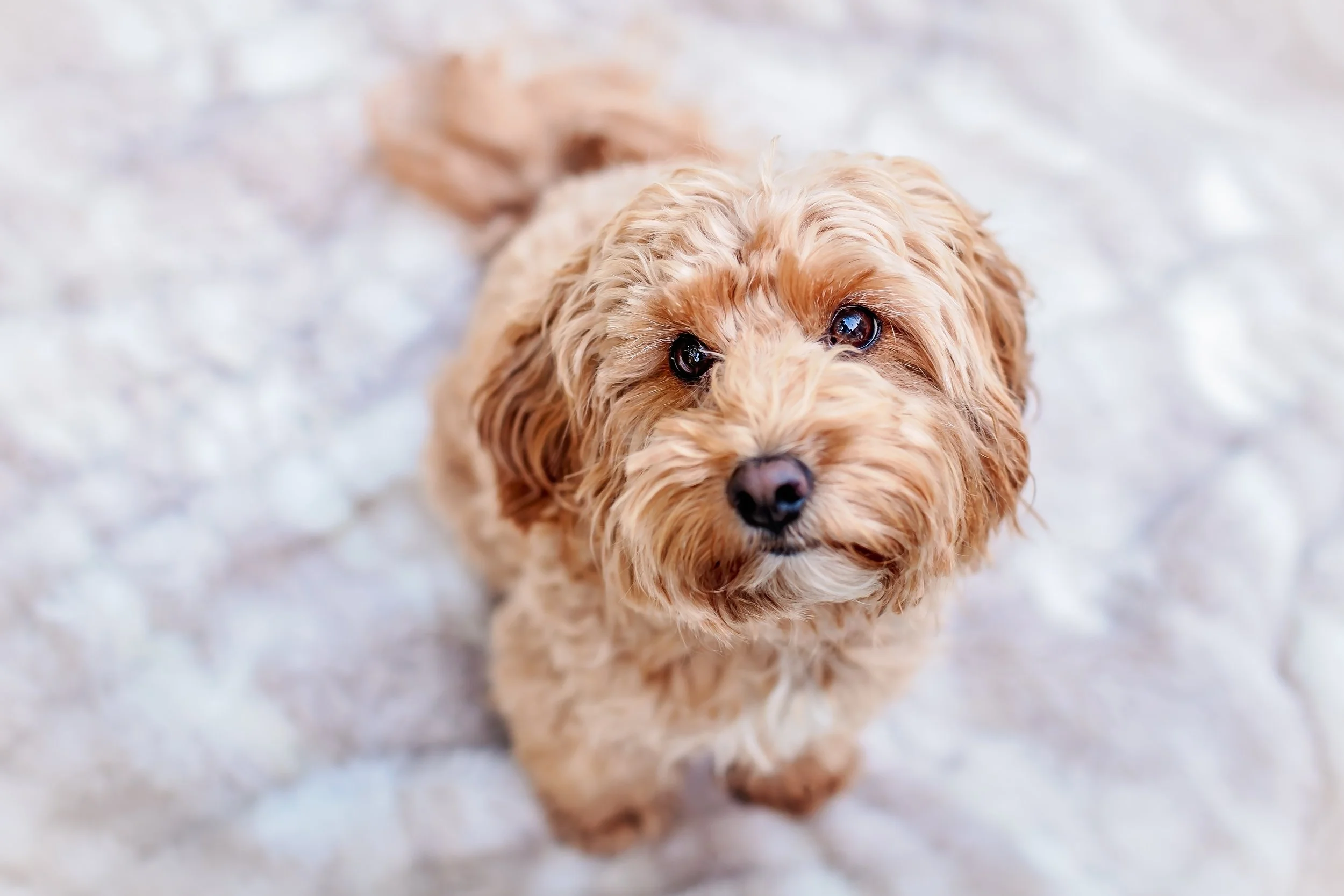 Close-up of a small, curly-haired, light brown dog with dark eyes, sitting on a textured white surface and looking up.