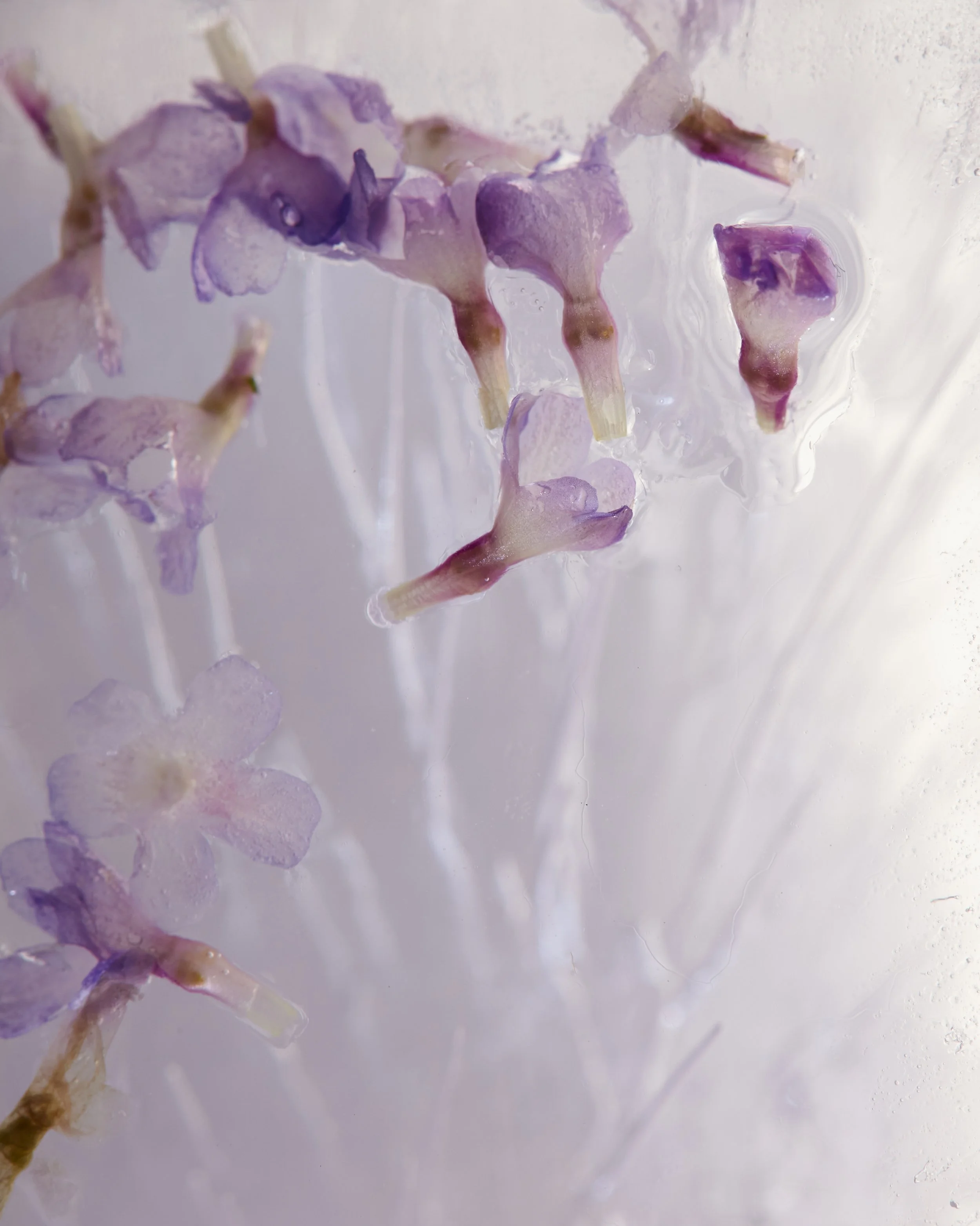 Fiori di lavanda viola con foglie verdi in uno stile astratto