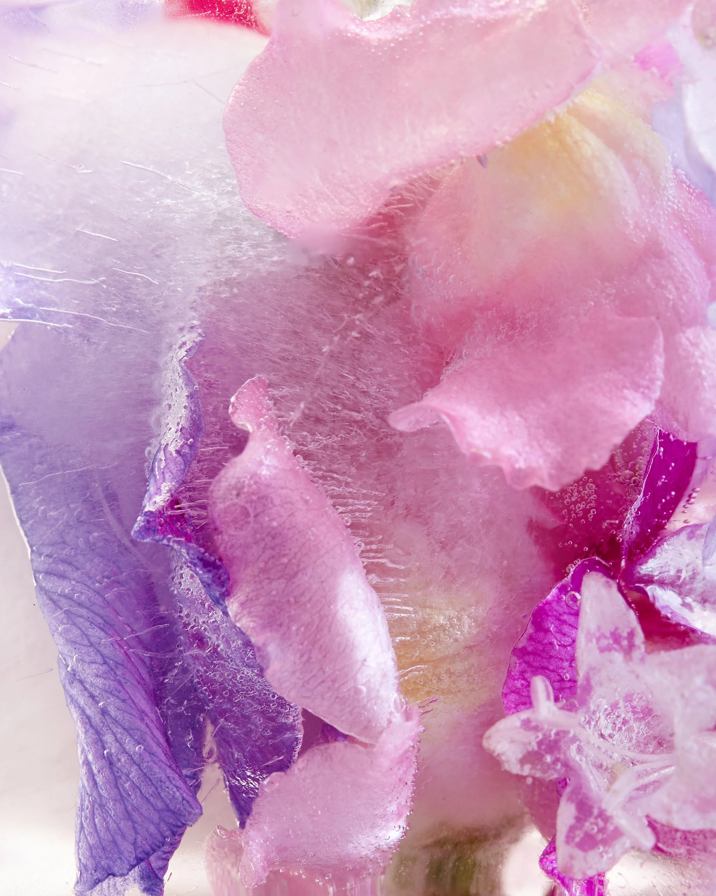 Immagine ravvicinata di petali di fiori nei toni rosa, viola e lilla, con superficie brillante e dettagli di texture.