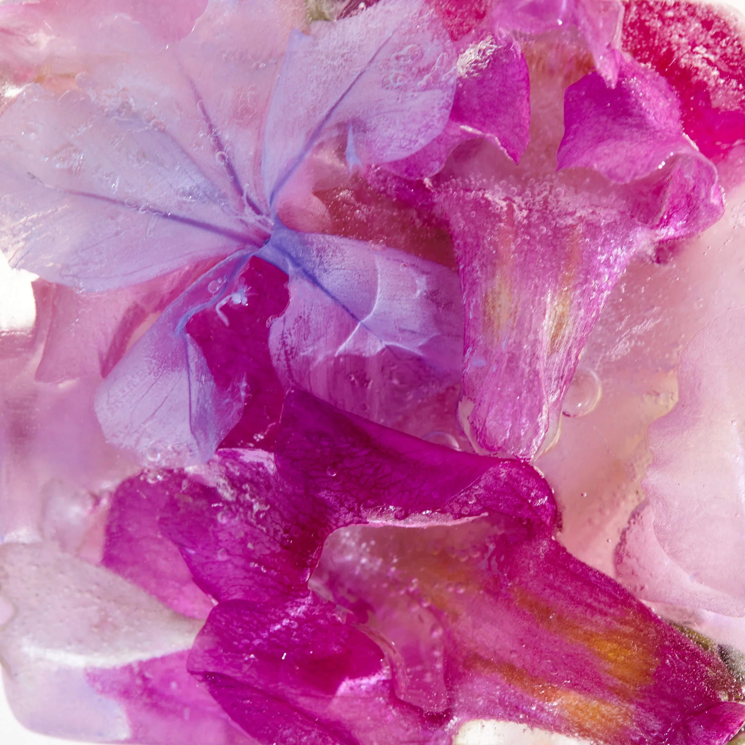 Fiori e foglie di colore rosa e viola congelati sotto una lastra di ghiaccio.