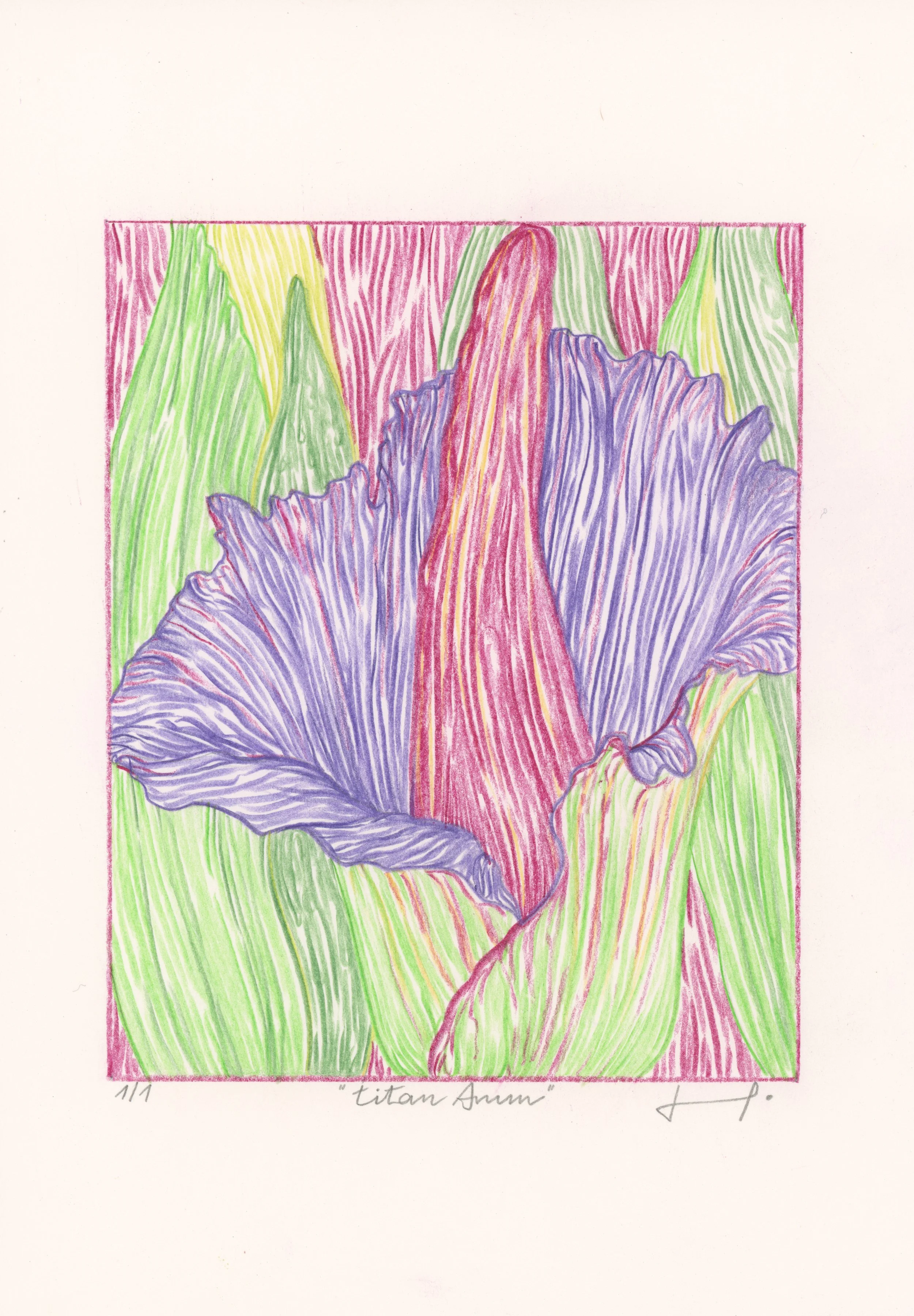 Colored pencil drawing of a purple iris flower with green leaves, titled 'Titan Arum' and numbered 1/1, signed at the bottom.