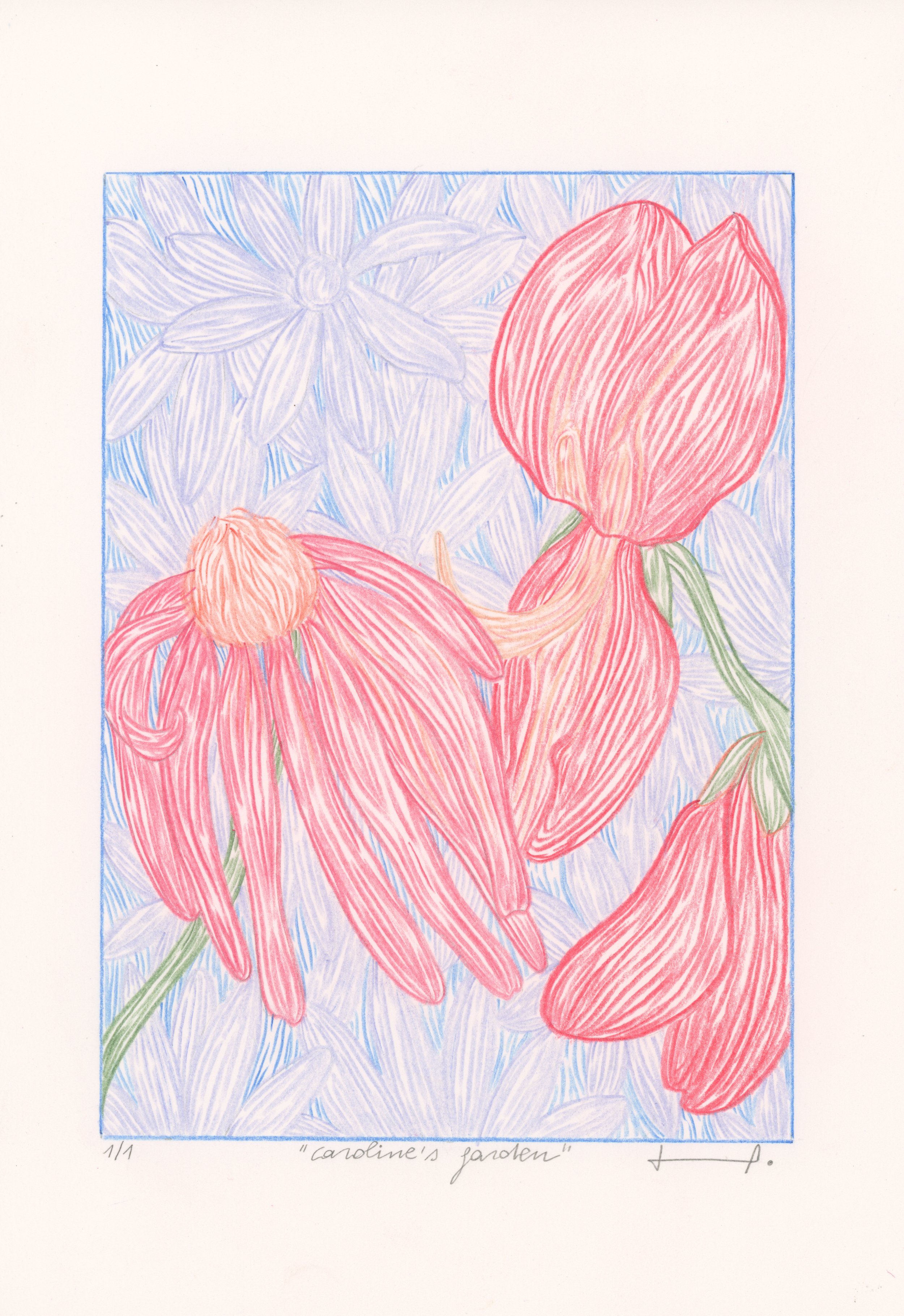 Colorful drawing of red anemone flowers with a blue floral background, titled 'Caroline's Garden'.