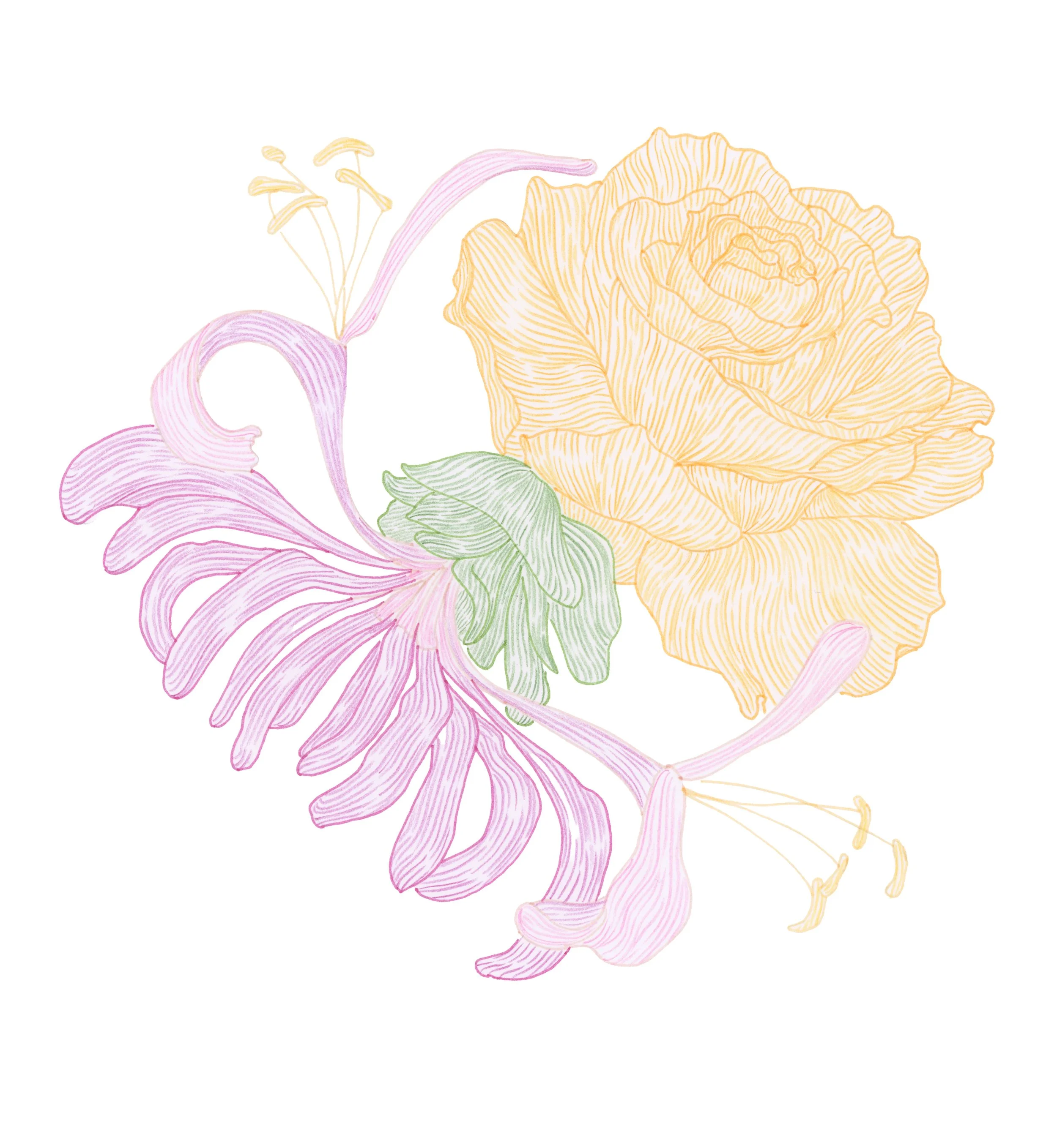 A delicate illustration of a flower with soft pink, green, and yellow outlines, featuring a large yellow rose and pink lily-like petals.
