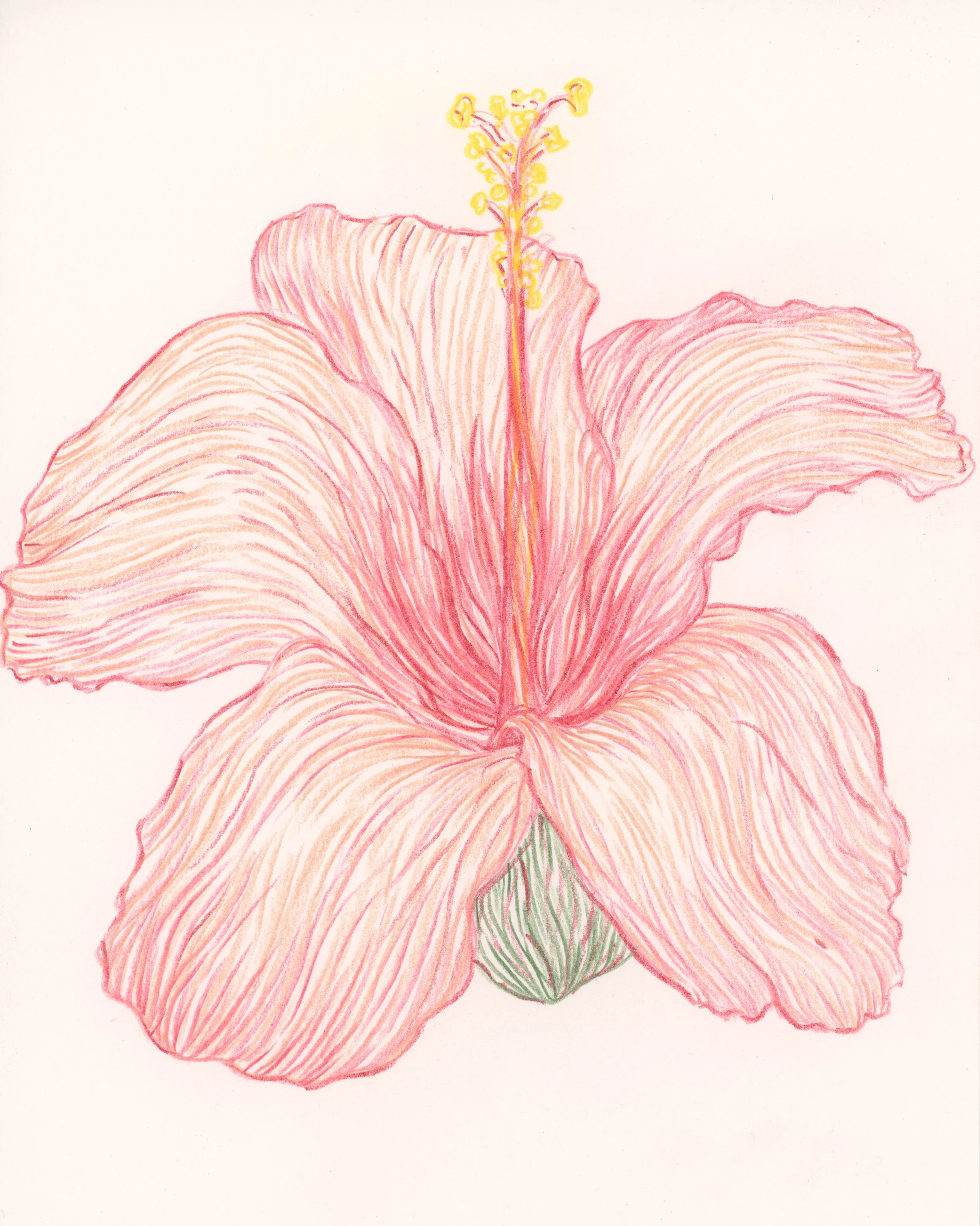 A colored pencil drawing of a pink hibiscus flower with detailed petals, a green stamen, and a white background.