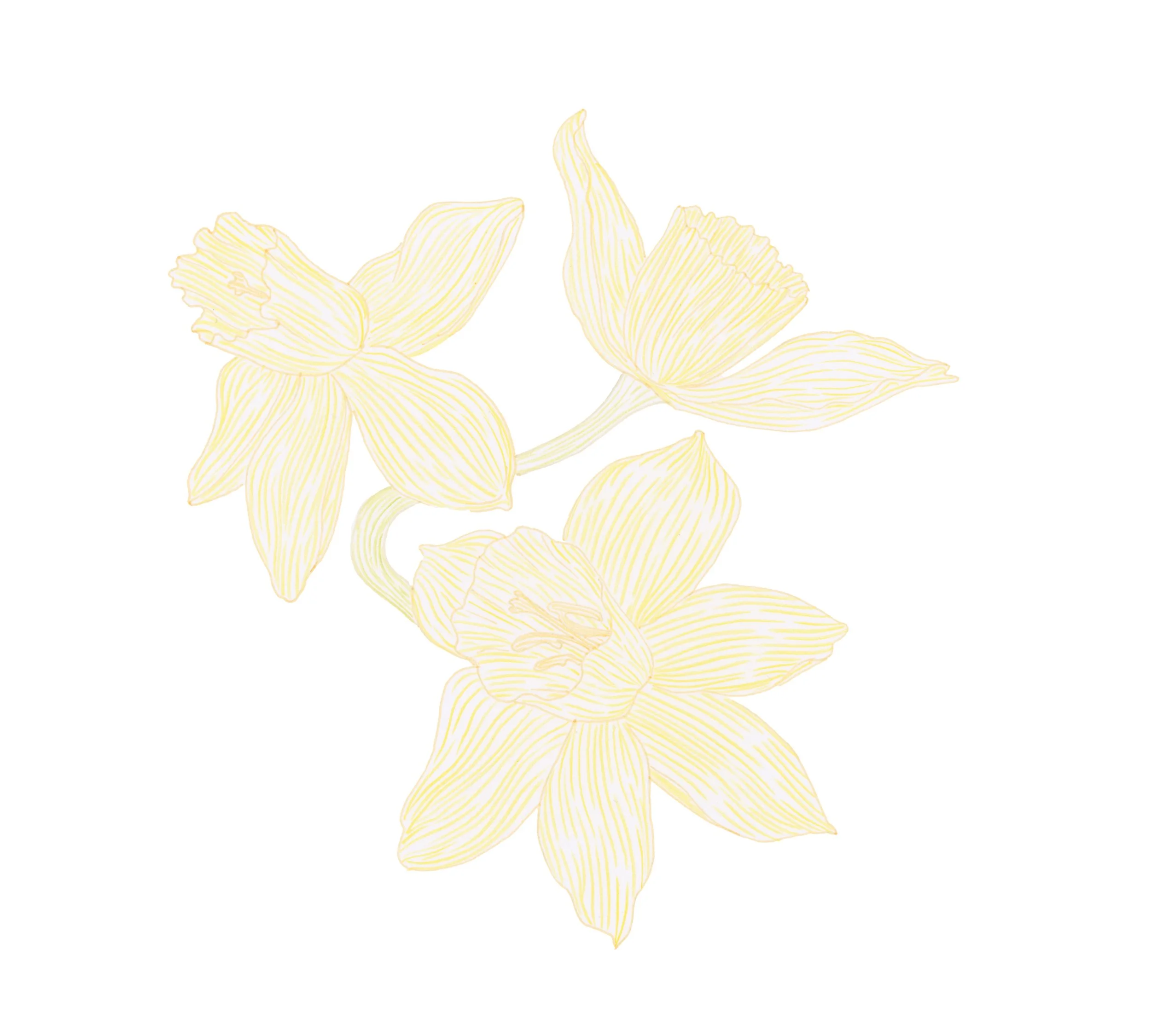 Light yellow, line-drawn daffodil flowers on a white background.