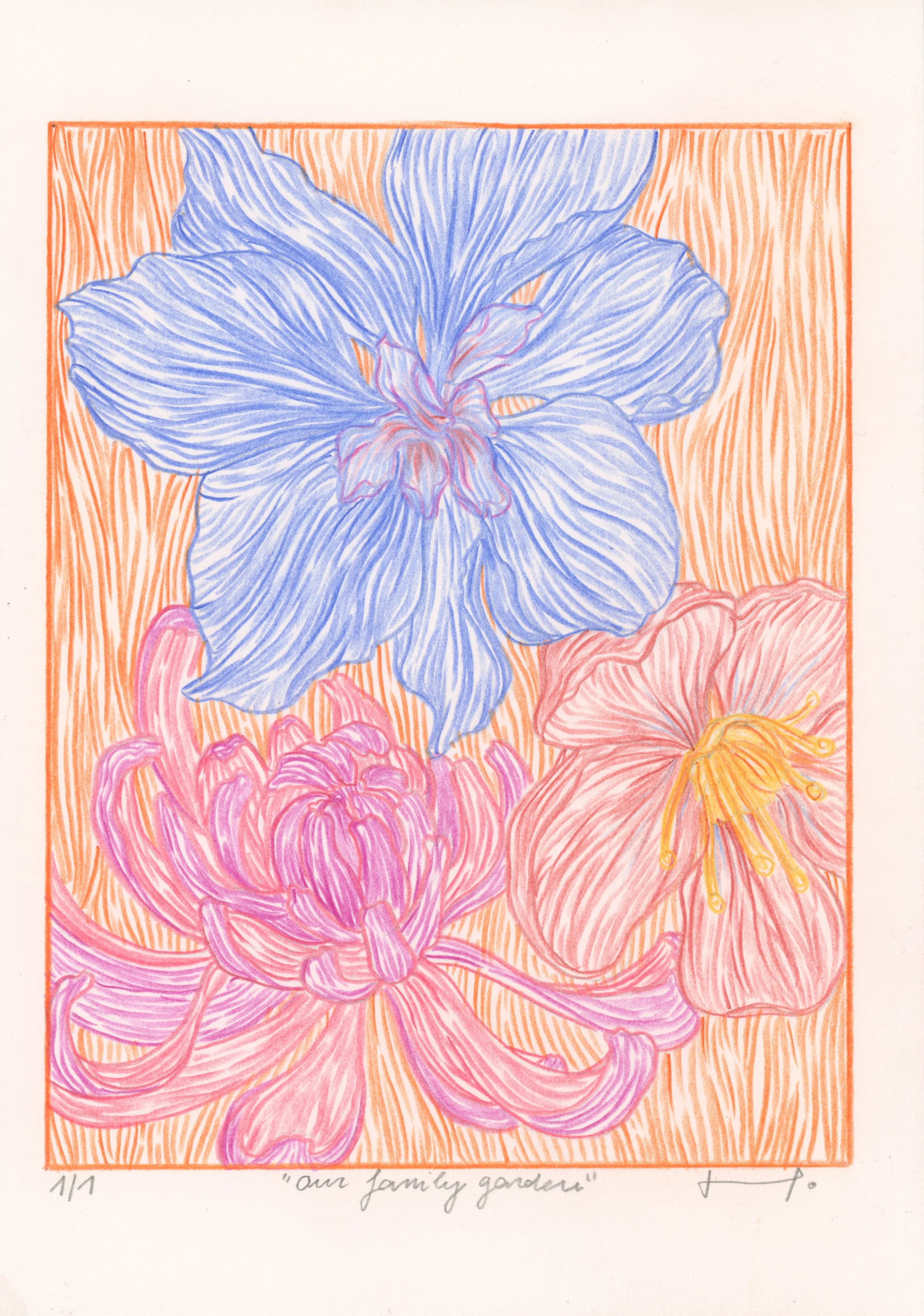 Hand-drawn illustration of a blue iris flower against an orange background with pink chrysanthemums and a yellow lily at the bottom. Text reads 'our family garden' and is signed with the number 1/1.