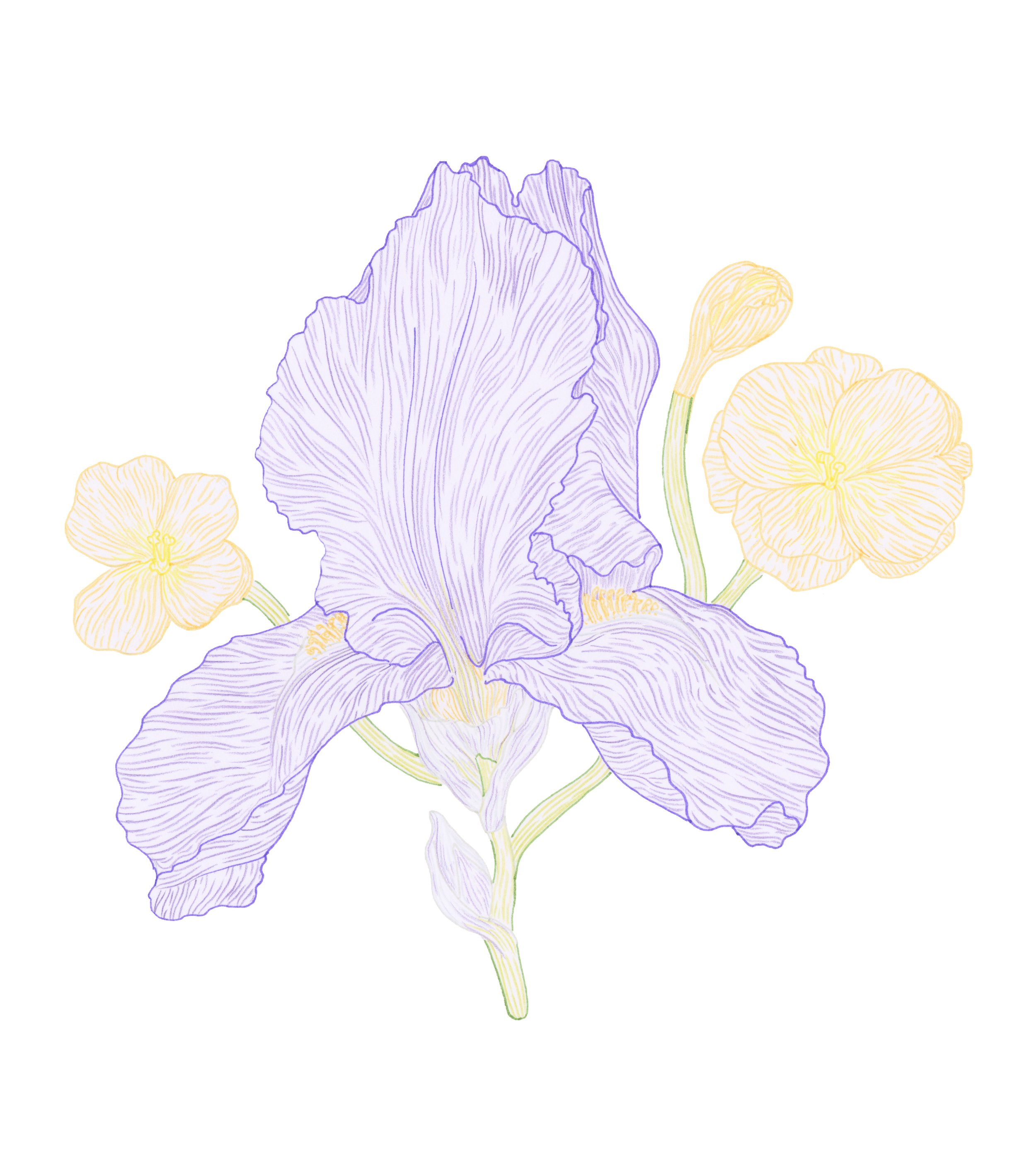 An illustration of a blooming iris flower with purple petals and yellow accents, accompanied by two smaller yellow flowers.
