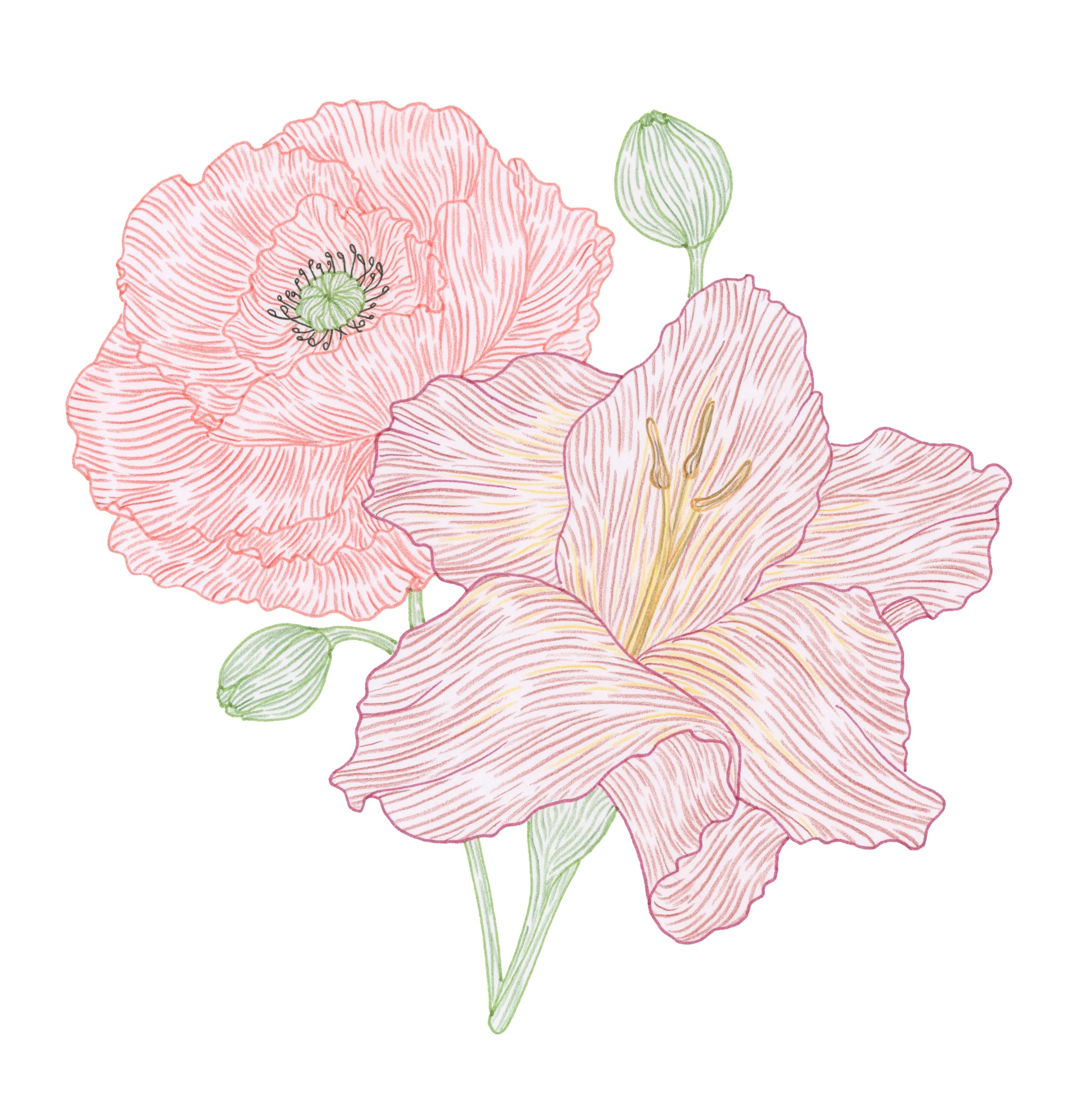 Illustration of pink flowers, likely poppies or lilies, with green buds and stems on a white background.