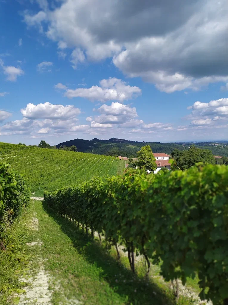 wineyard.webp