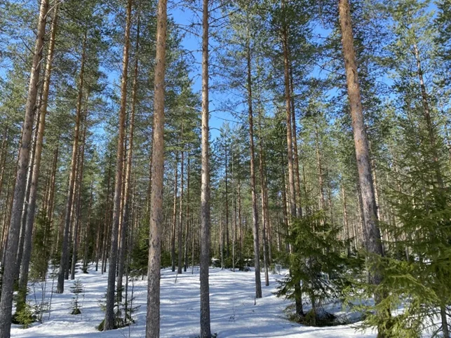 Nyt on oikea aika mennä metsään