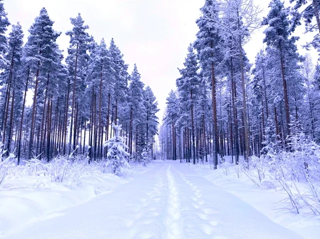 Metsätilojen kauppamäärät laskeneet, kysyntää on edelleen