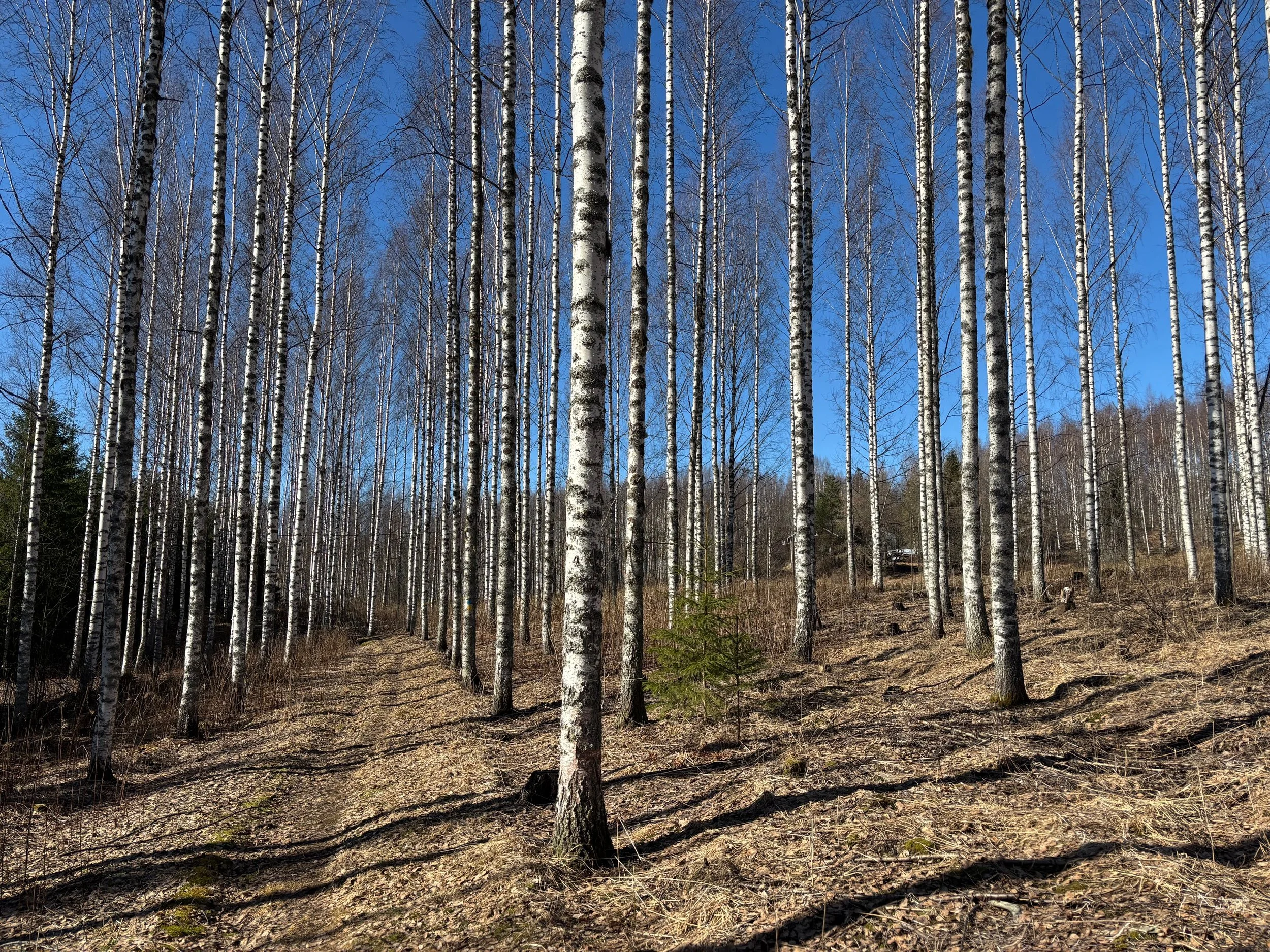 Istutettua koivumetsää.