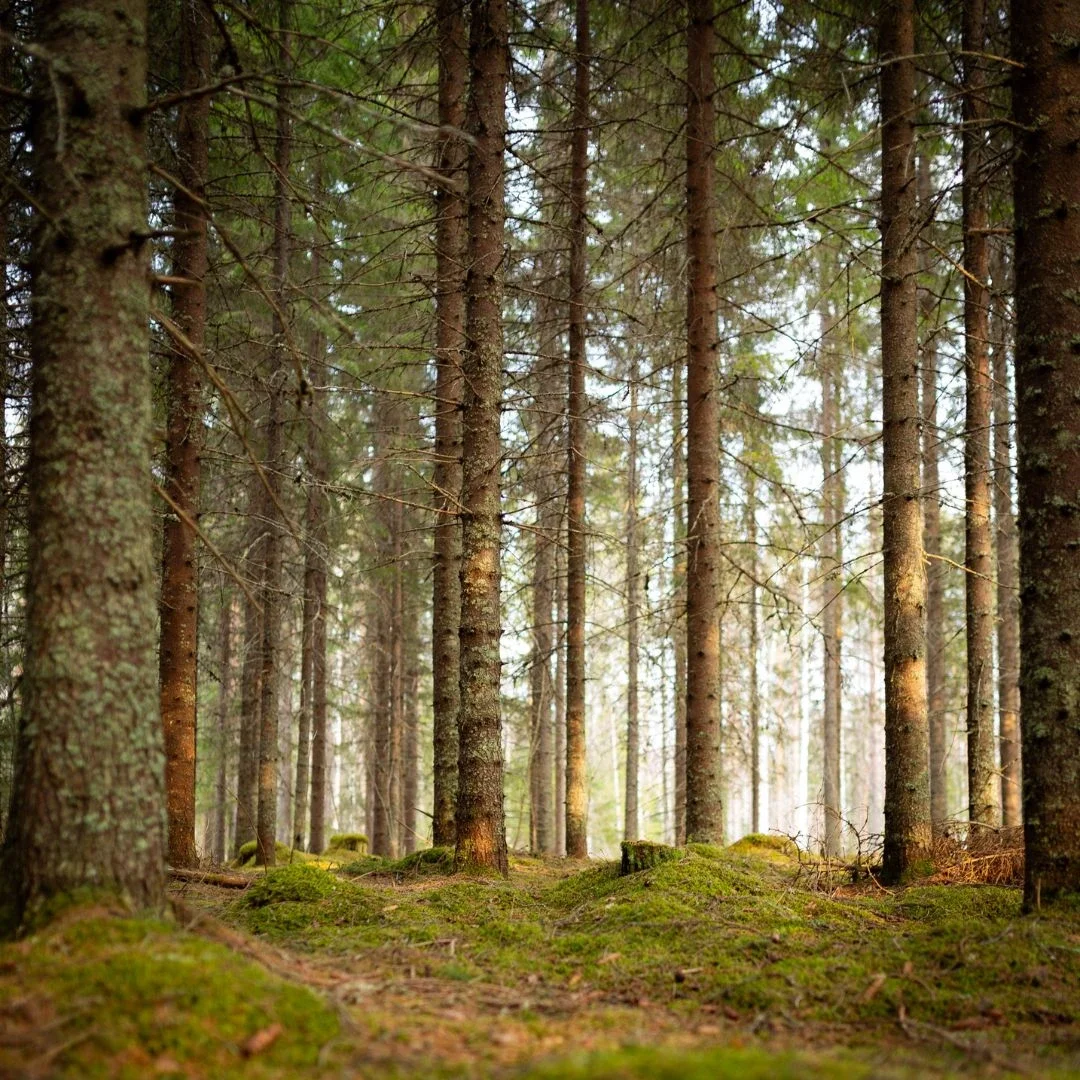 Metsätilan arvon määrittäminen