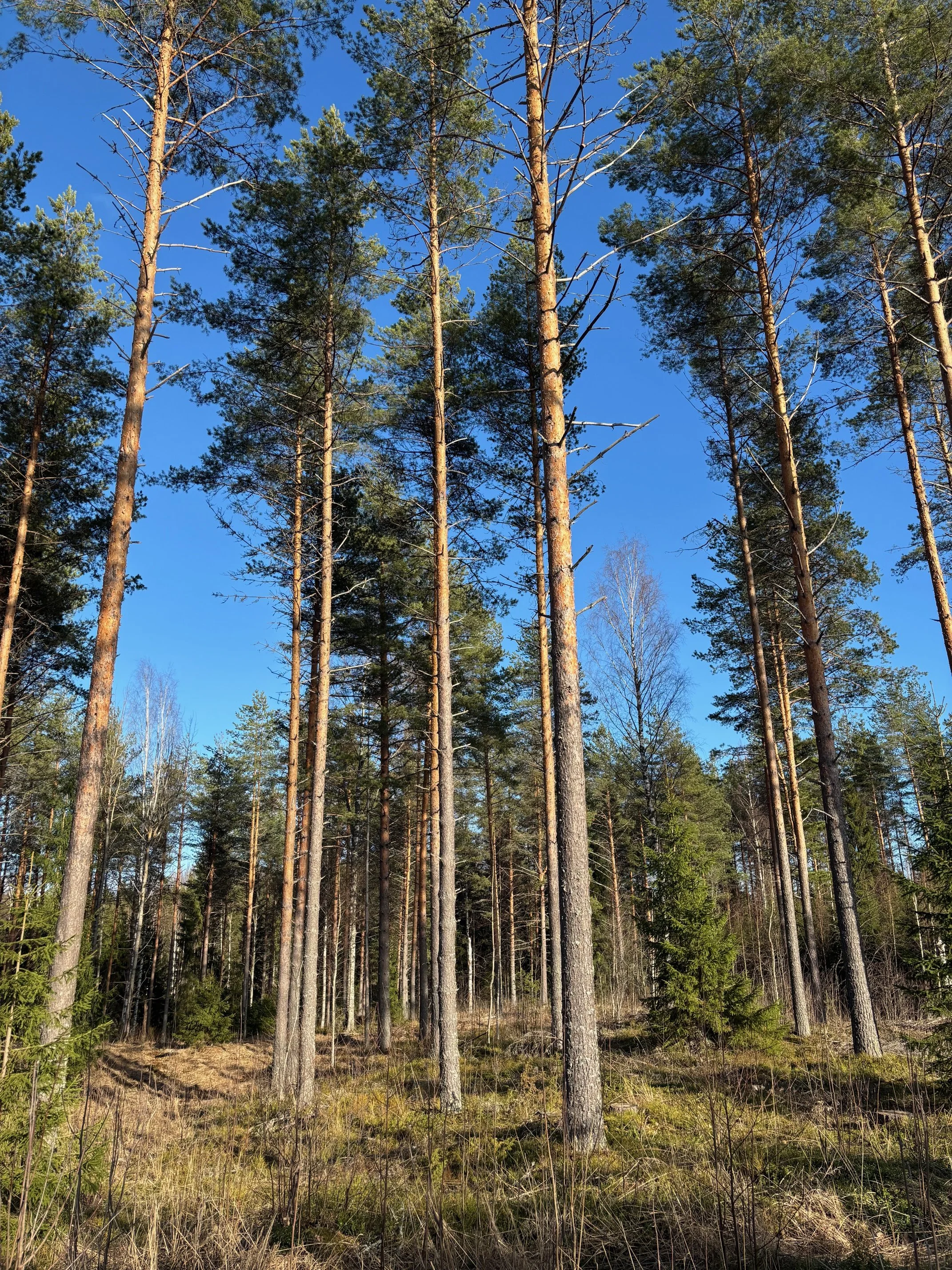 Hoidetussa metsässä kasvavia mäntyjä.