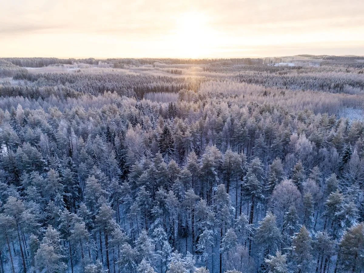 Talvinen, huurteinen ja kylmän näköinen havumetsä Itä-Suomessa auringonvalossa lintuperpektiivistä.