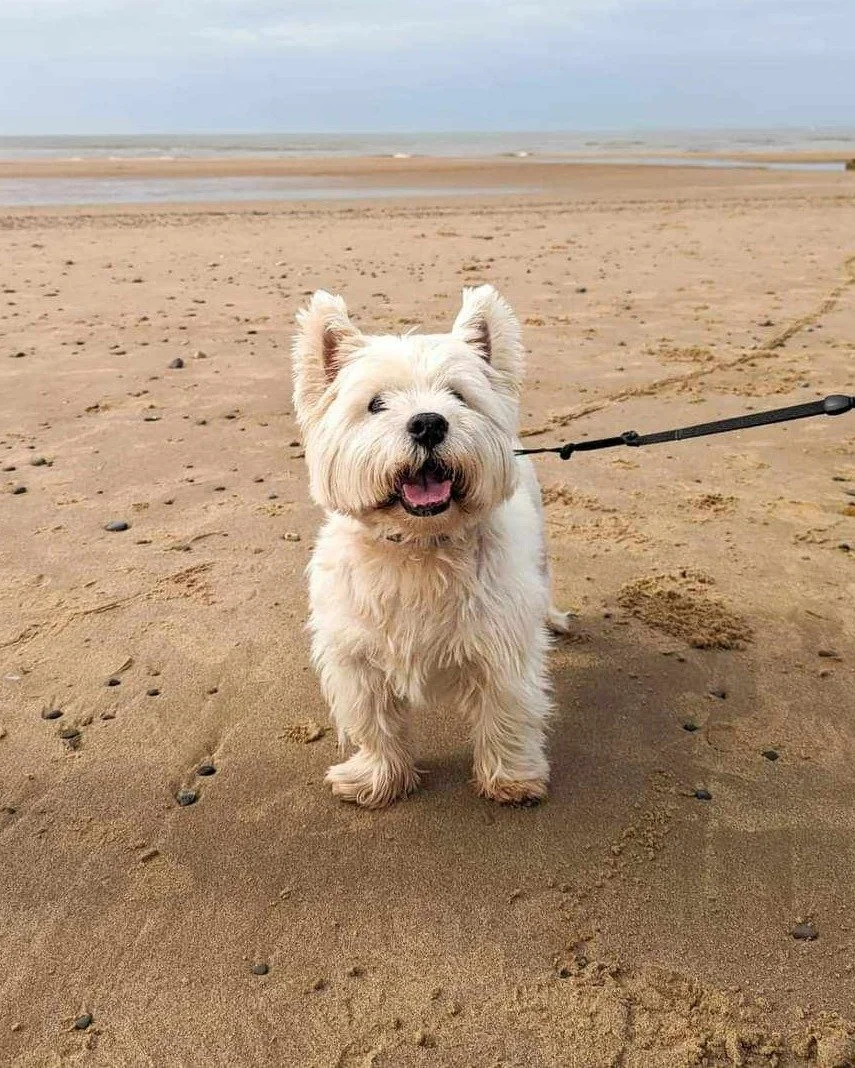 Fresh sea air, sandy paws and a relaxing stroll! 🌊🐾

Glendower is the perfect spot for a seaside staycation with your four-legged friend!