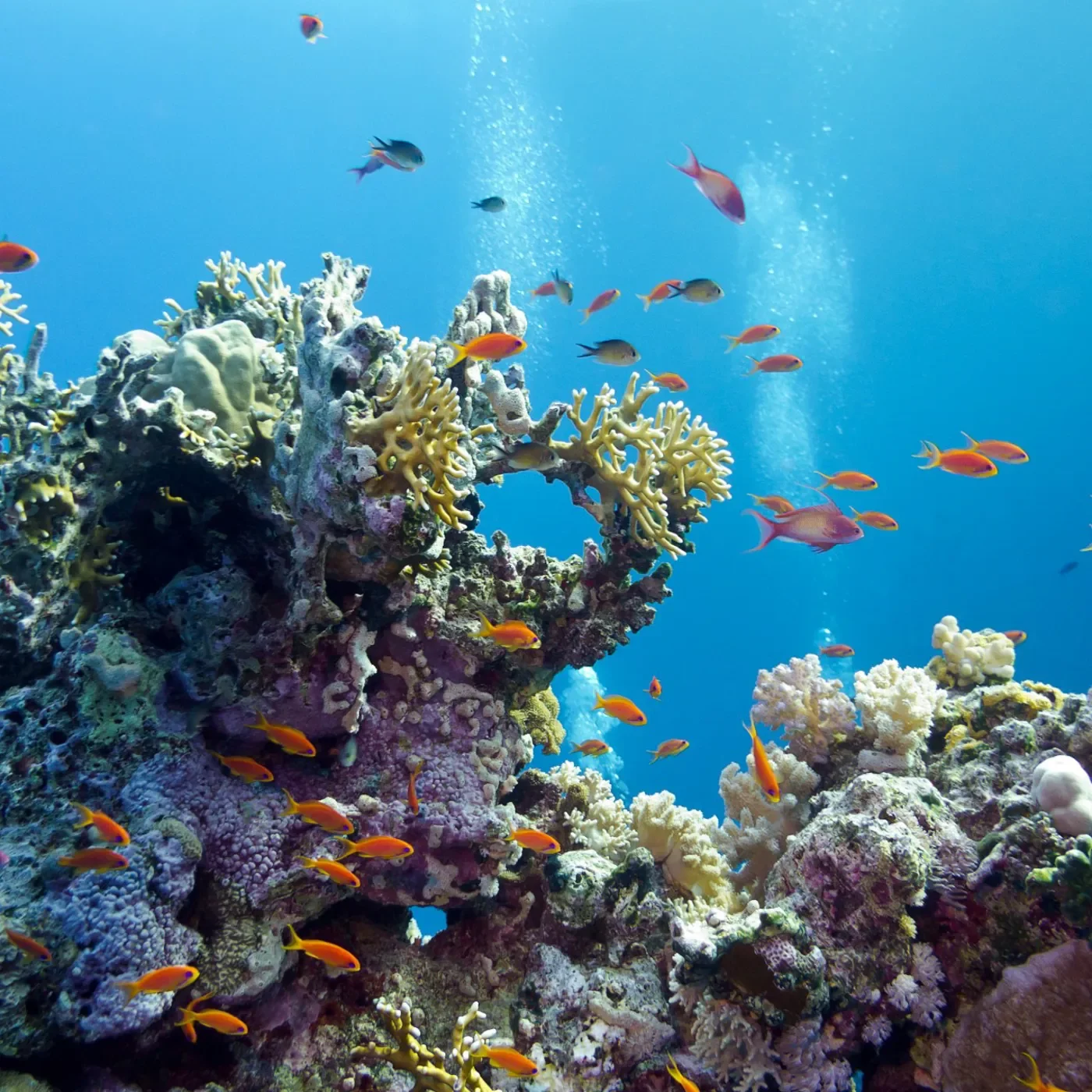 Colorful coral reef with various small tropical fish swimming among the coral structures in clear blue water.