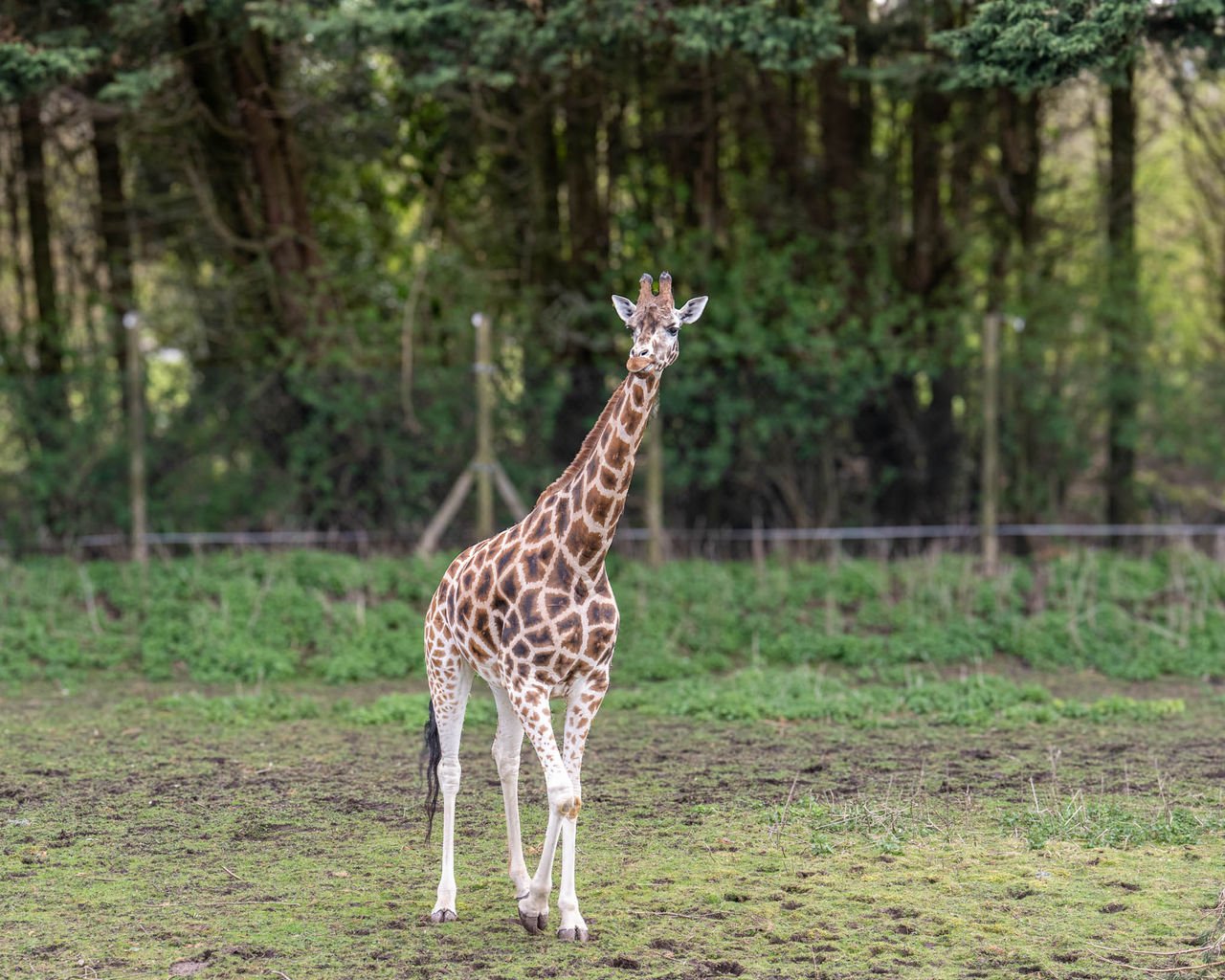 A giraffe standing on grass in front of a wooded background.