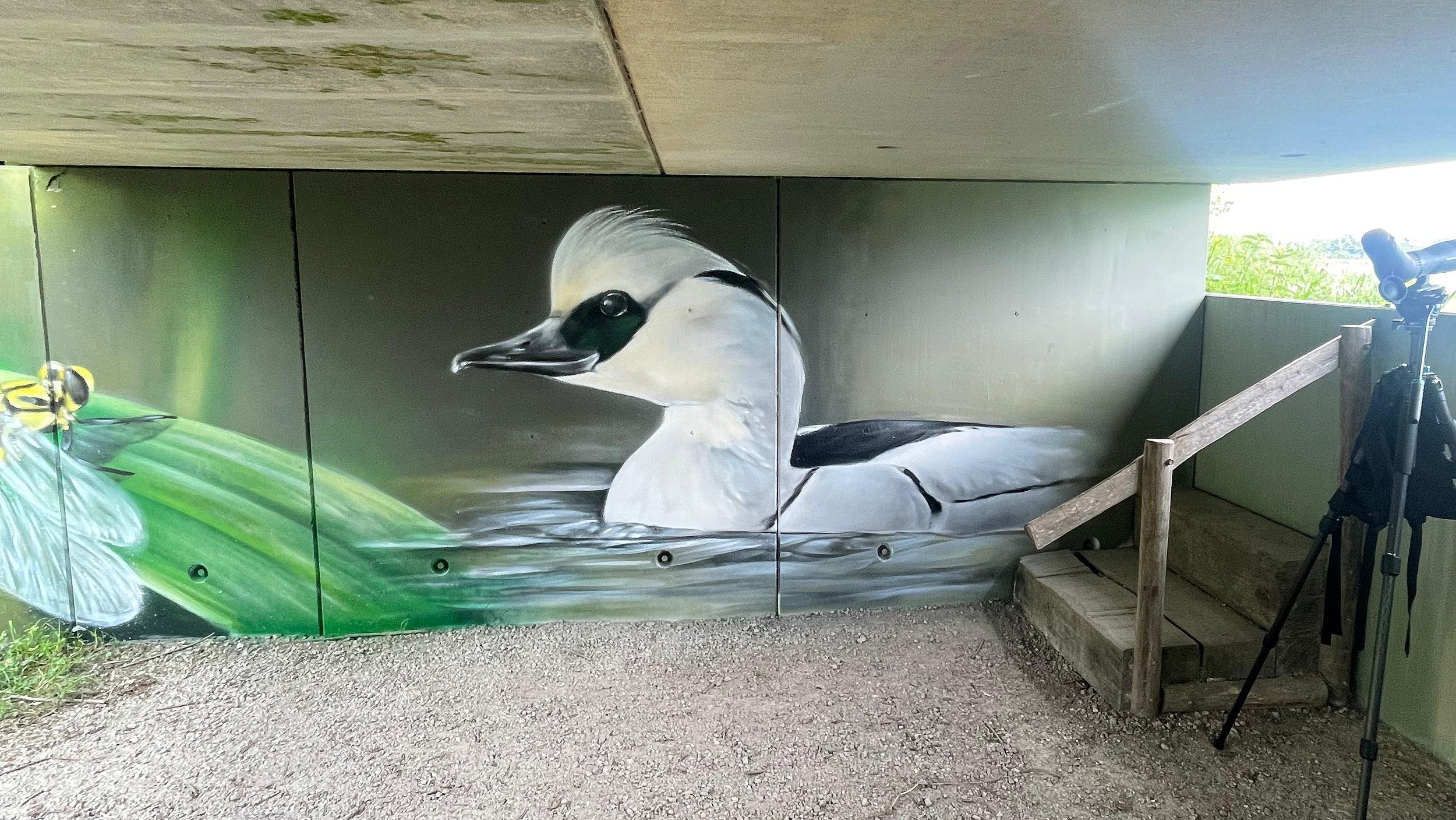 muurschildering-biesbosch-nonnetje.jpeg