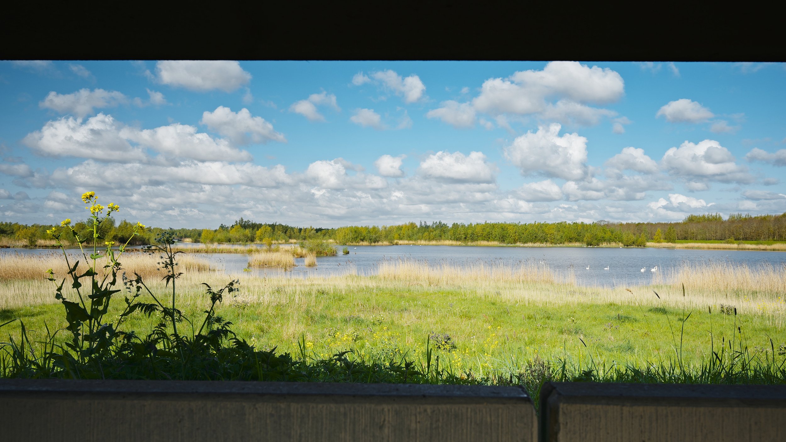 VijfB_Tongplaat_muurschildering_8_beeld © Sylvain Fleur.jpg