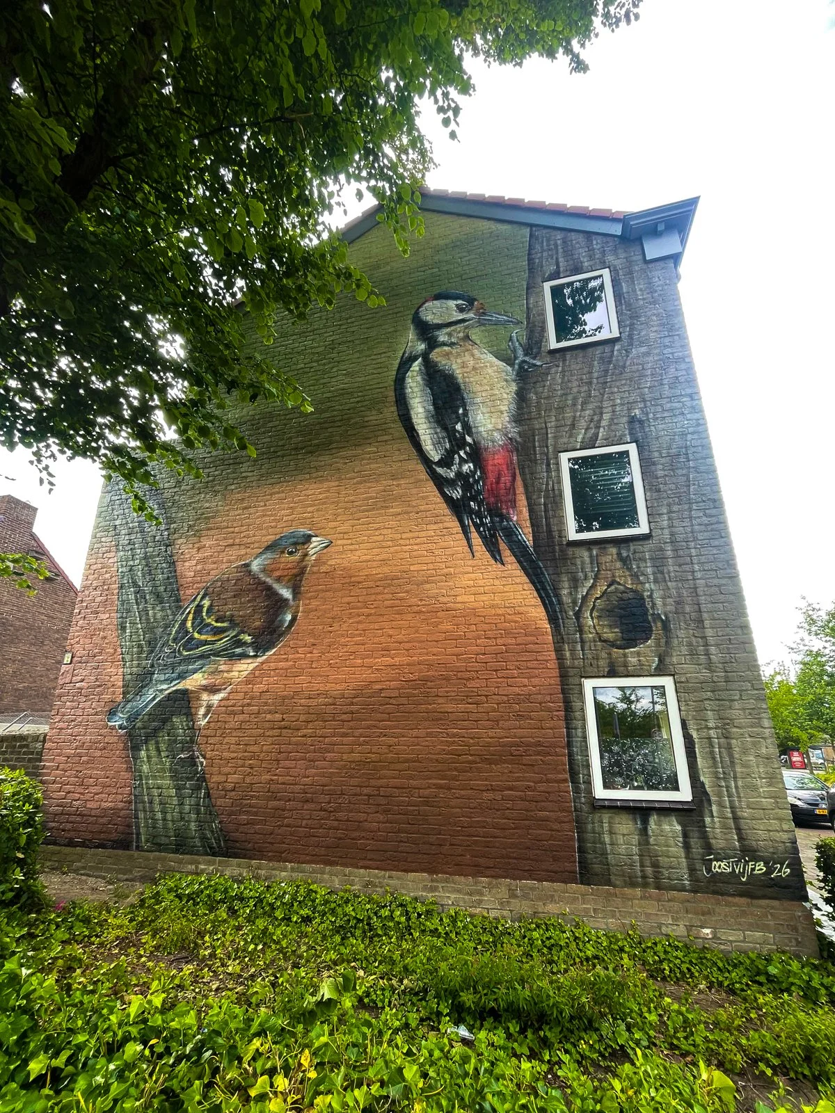 Muurschildering Grote Bonte Specht & Vink - Elan Wonen Haarlem