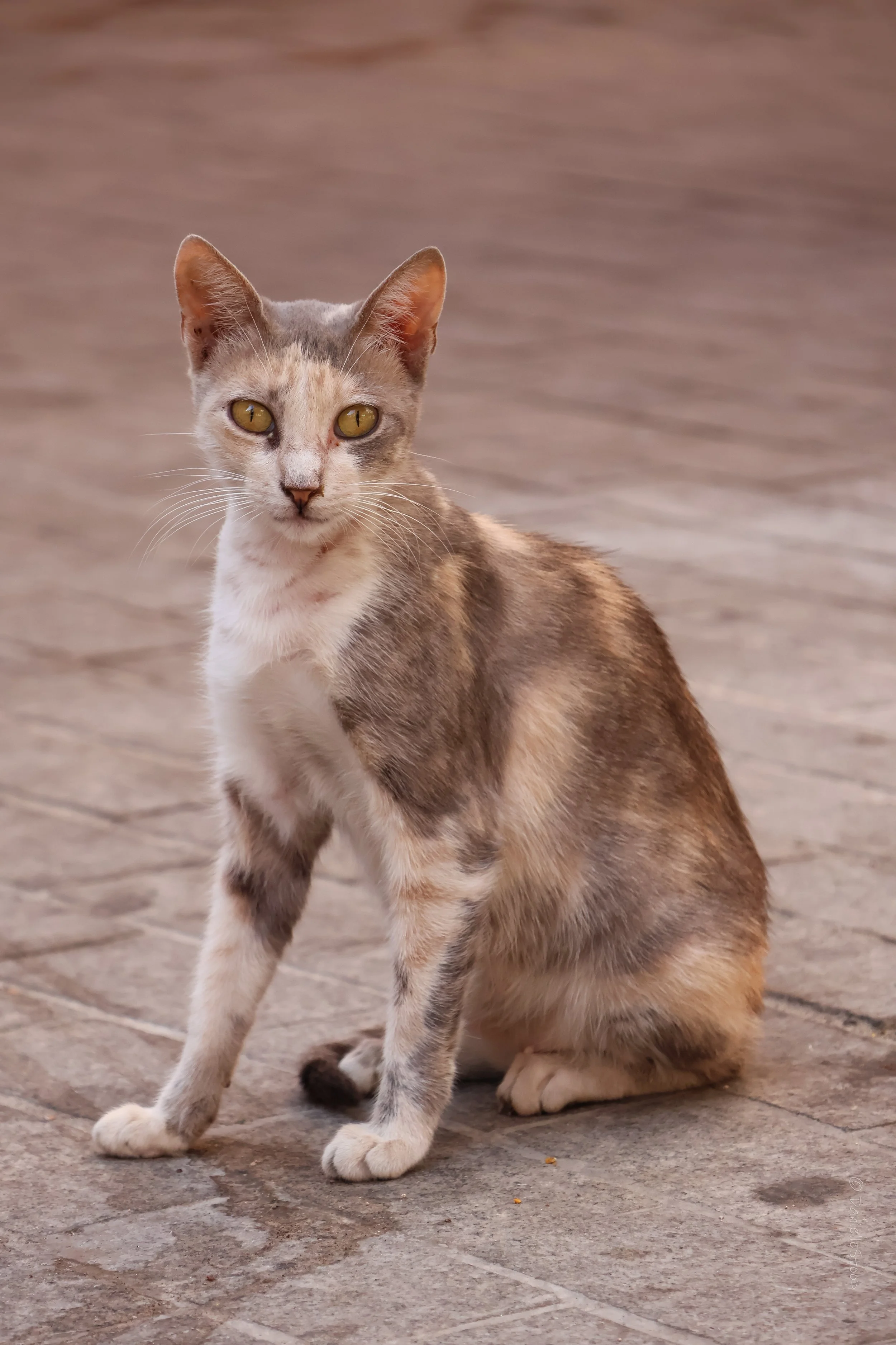 Street Cat in Medina.jpg