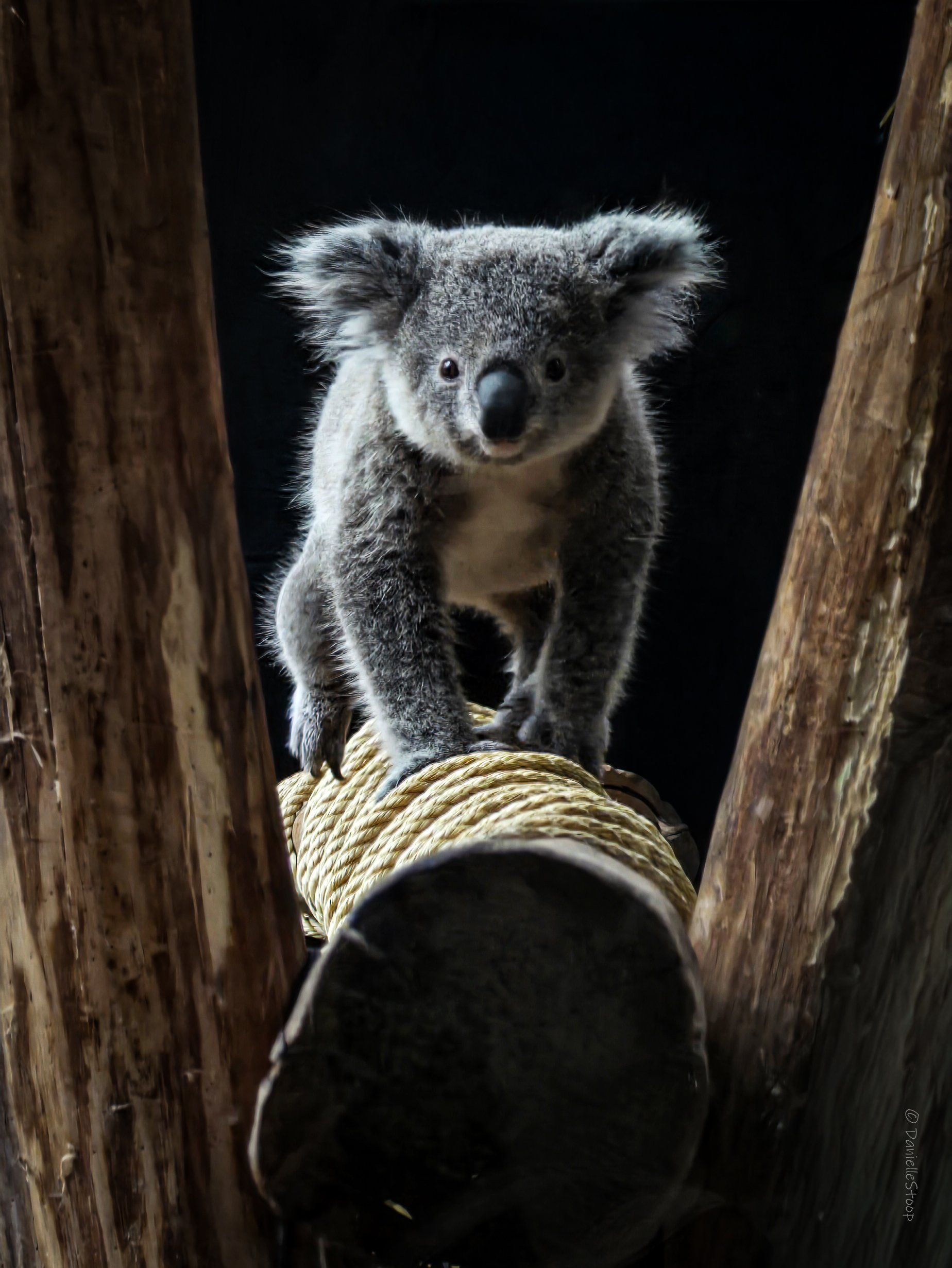 Koala.jpg