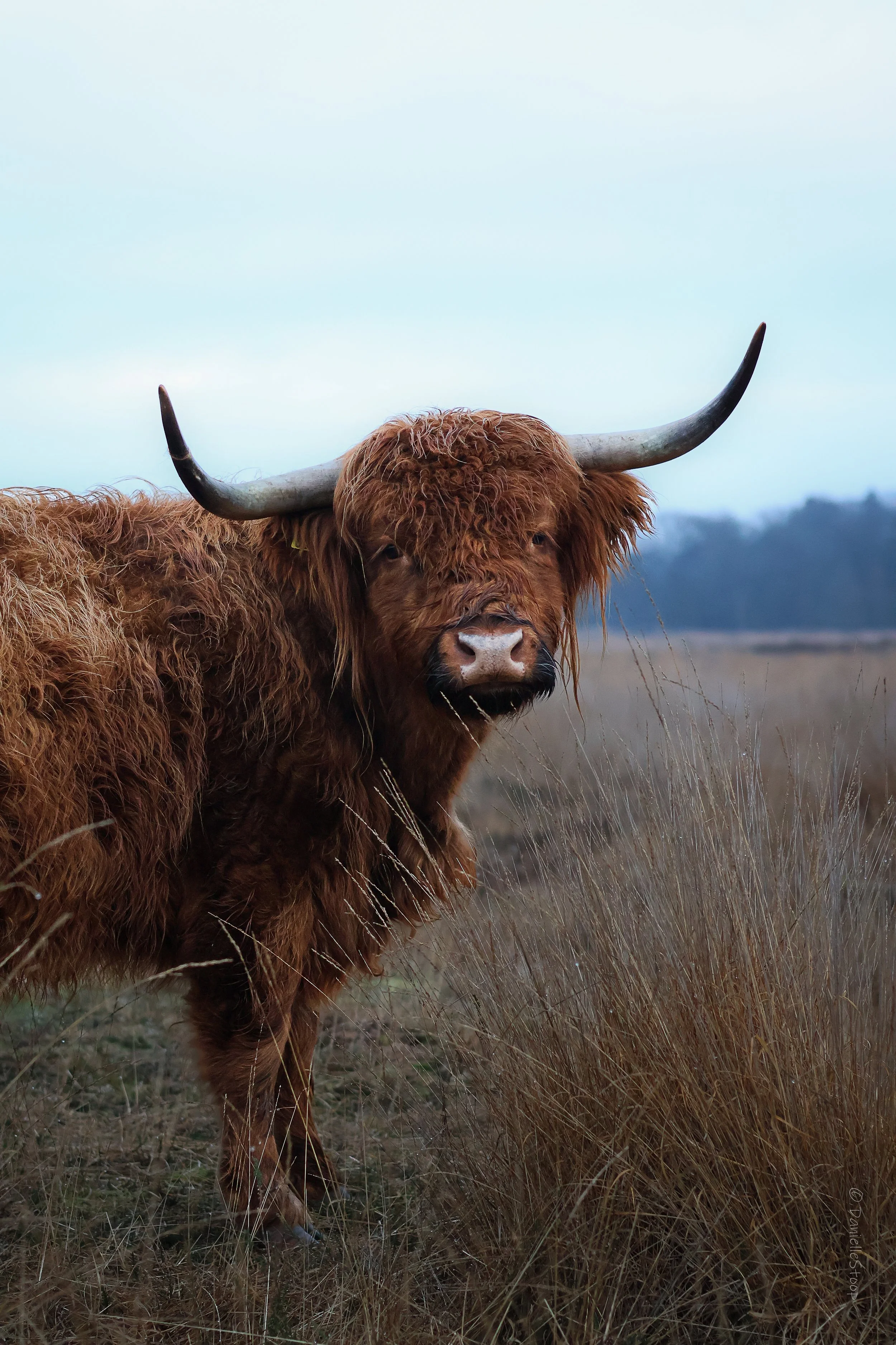 Schotse Hooglander-1.jpg