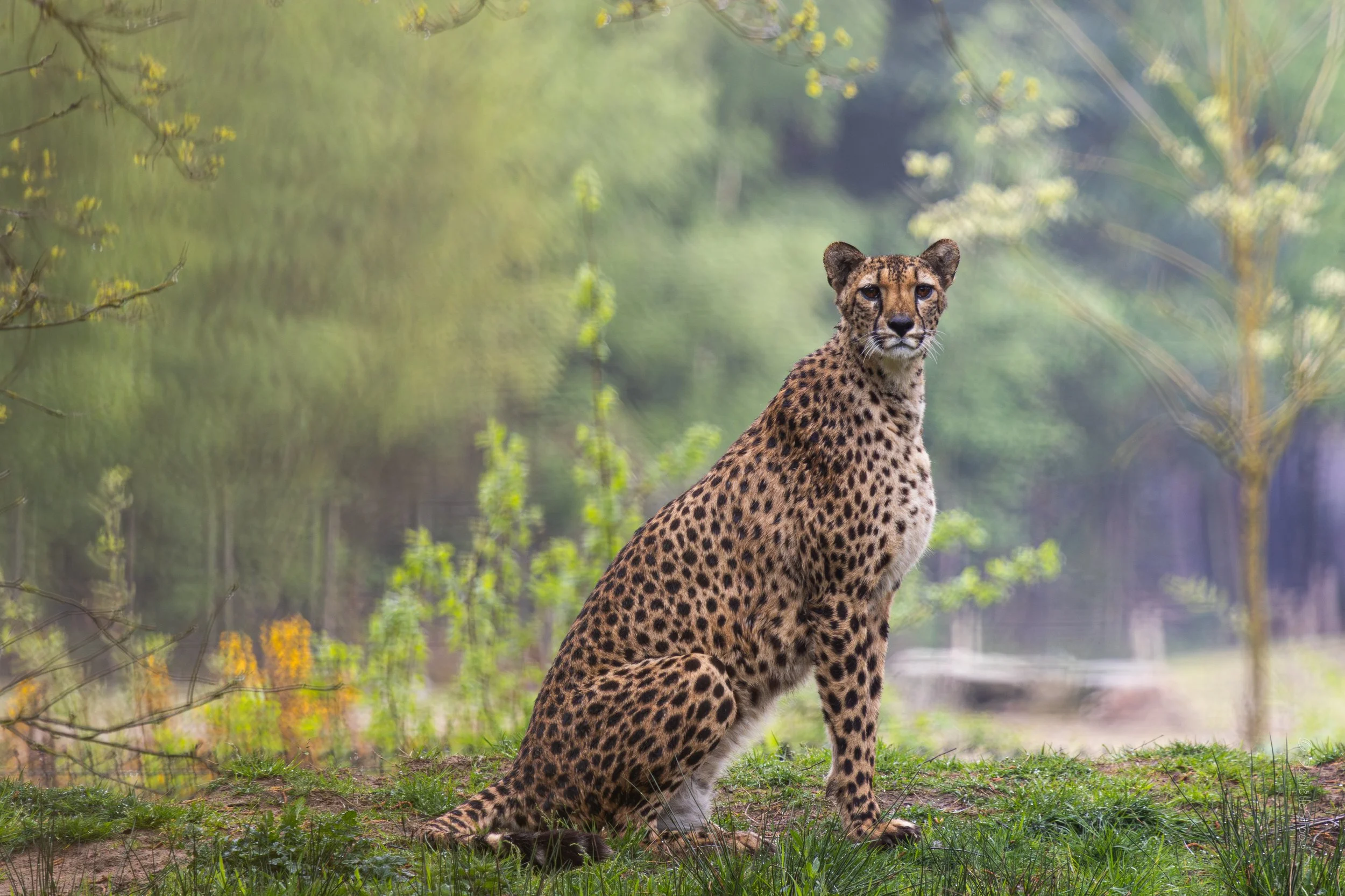Cheetah Vrouw.jpg