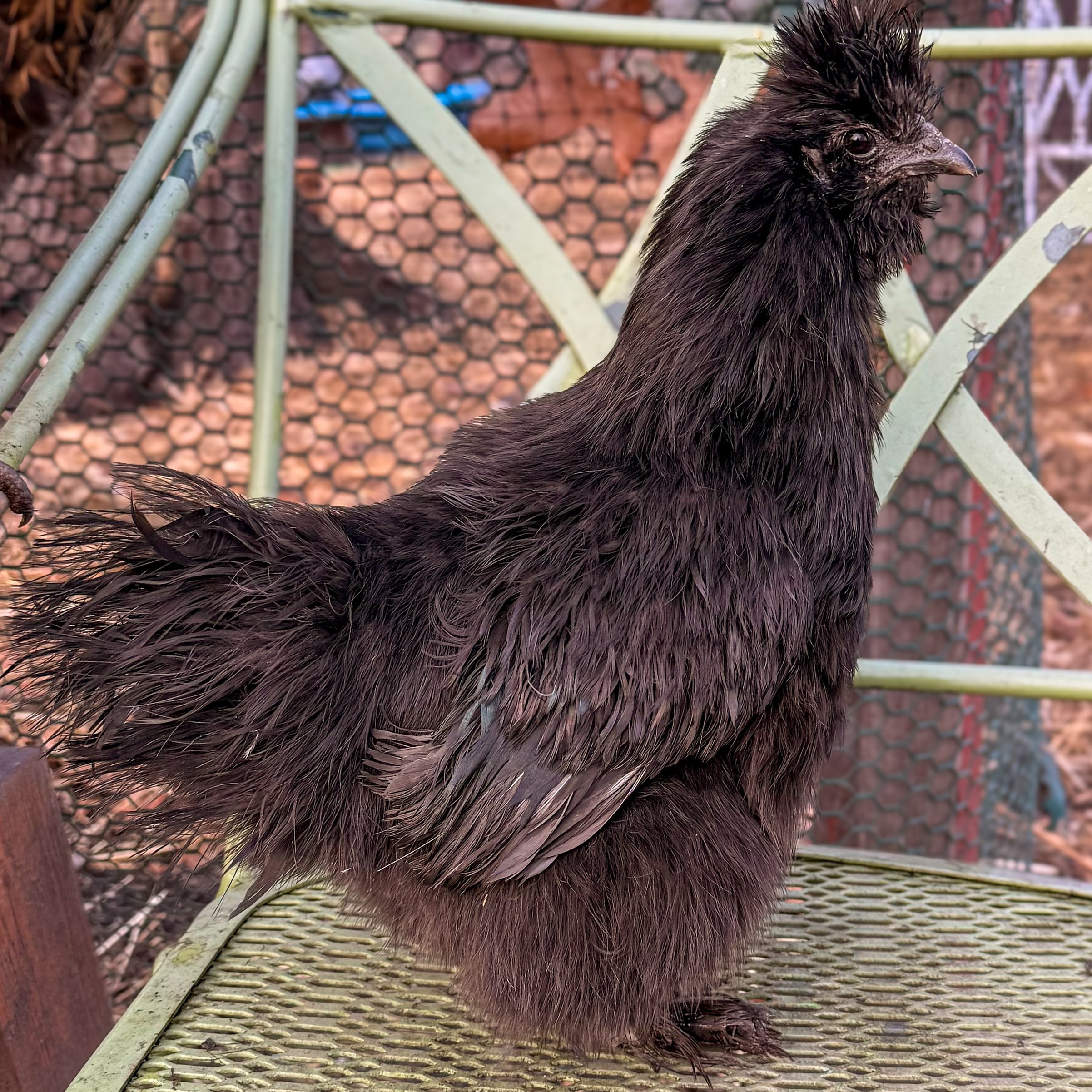 Merry Christmas from Indiana, USA