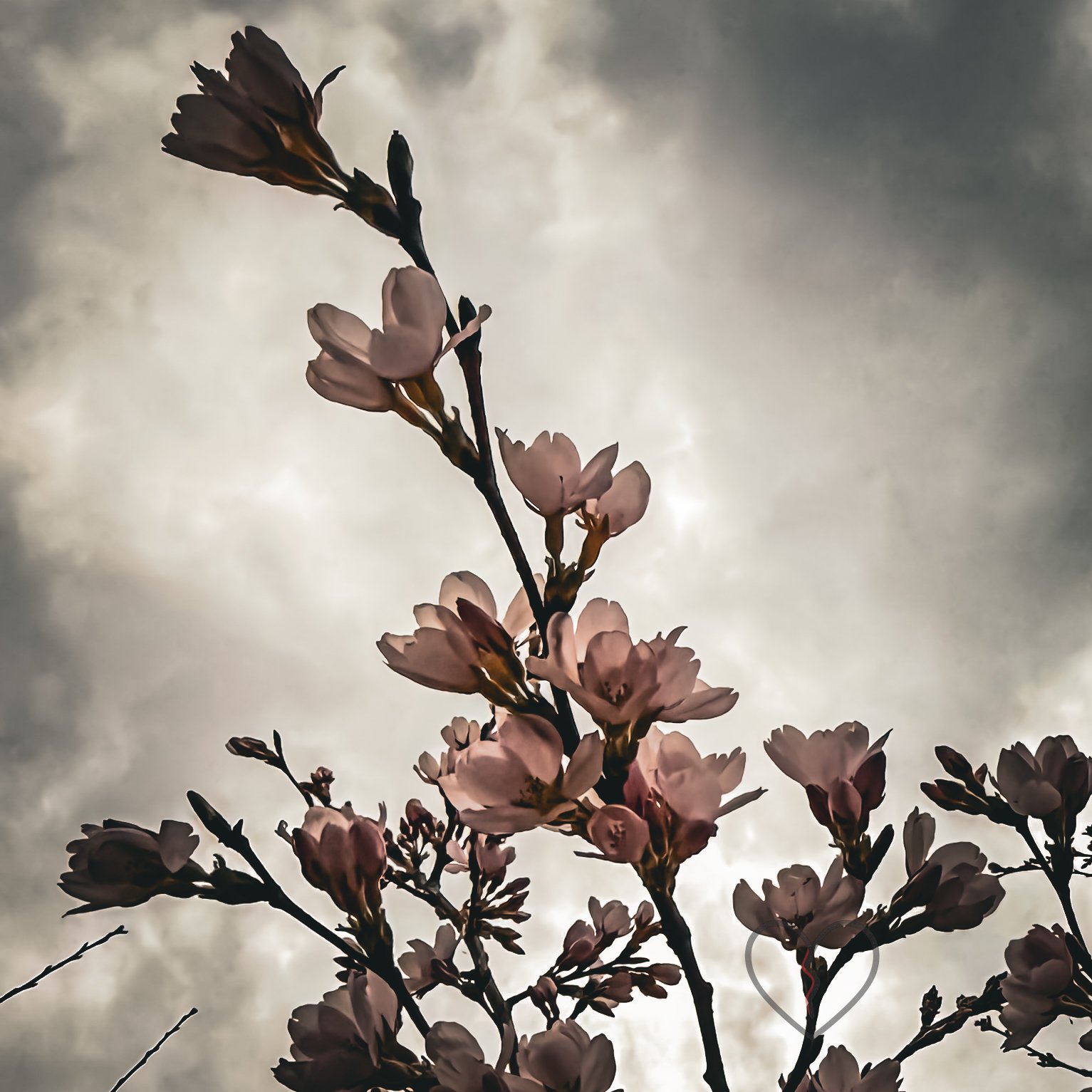 Cherry Blossoms Under a Stormy Sky