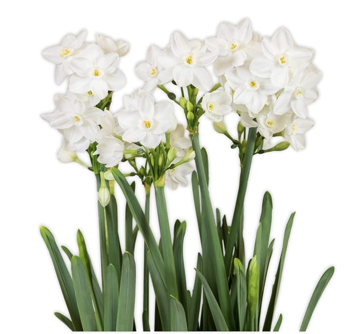 Easy to Grow Narcissus Paperwhite 'NIR' Plant Bulbs (10 Pack)