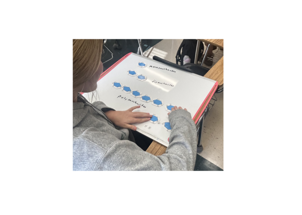 carbohydrates student 2.png