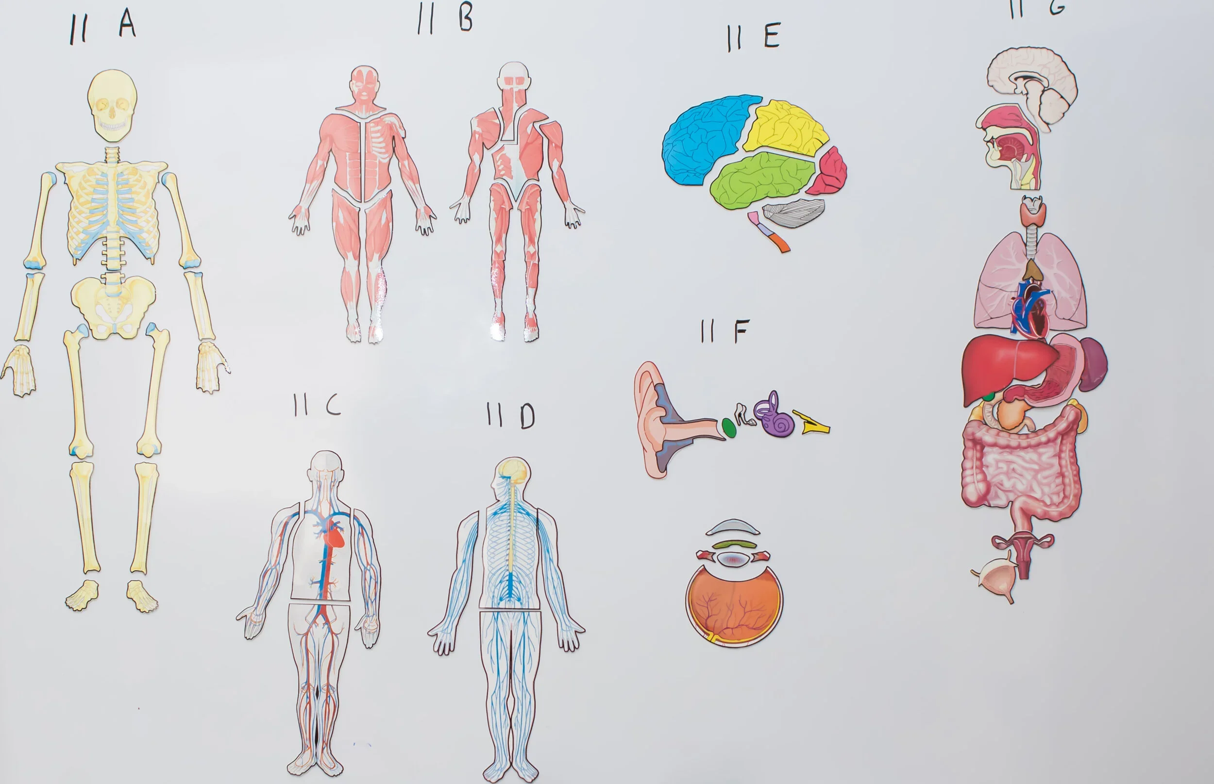 Human Anatomy - Module B11, AP5