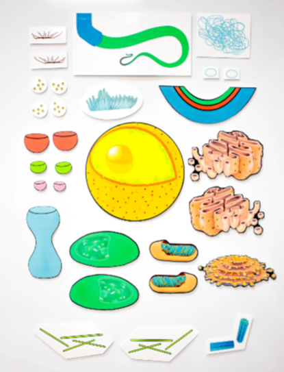 Module 2  - Parts of a Cell.png