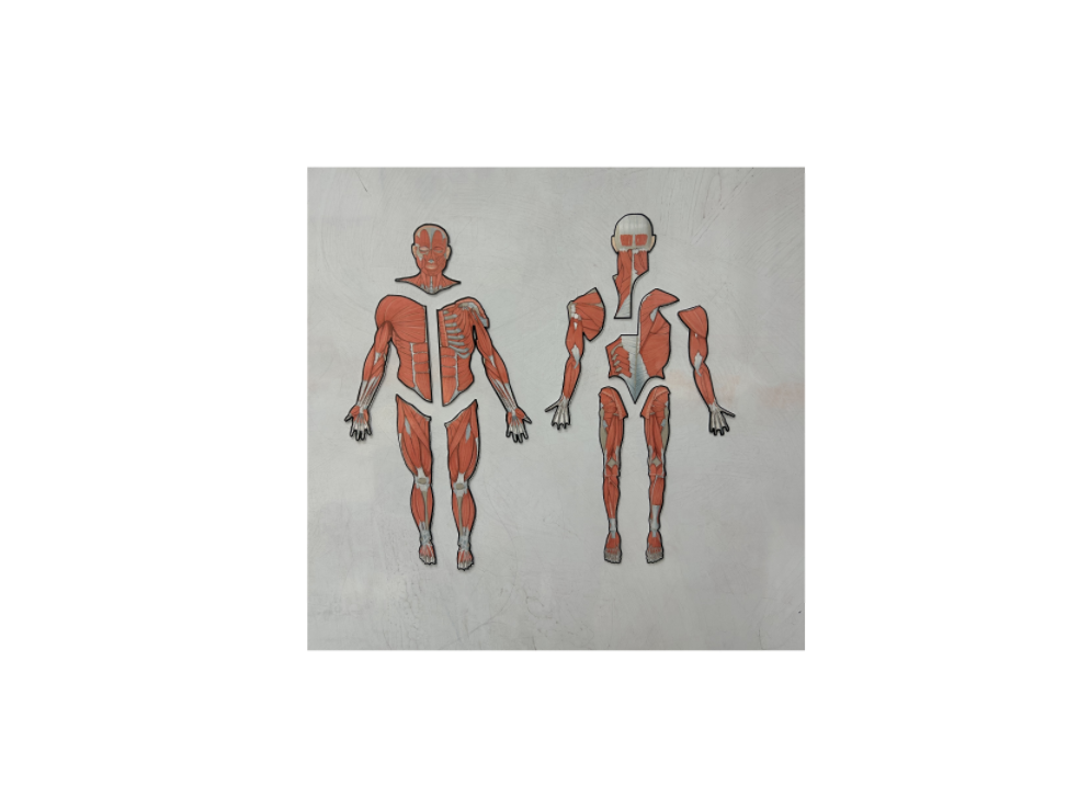 muscular teacher 3.png