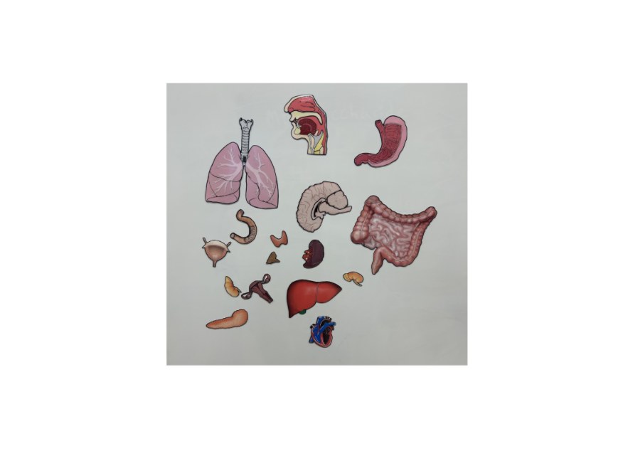Body organ teacher 2.png