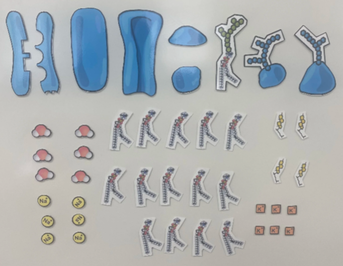 Module 2 Parts of a Cell Membrane Supplement.png