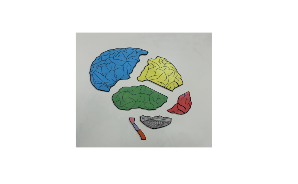 Parts of the brain teacher 2.png